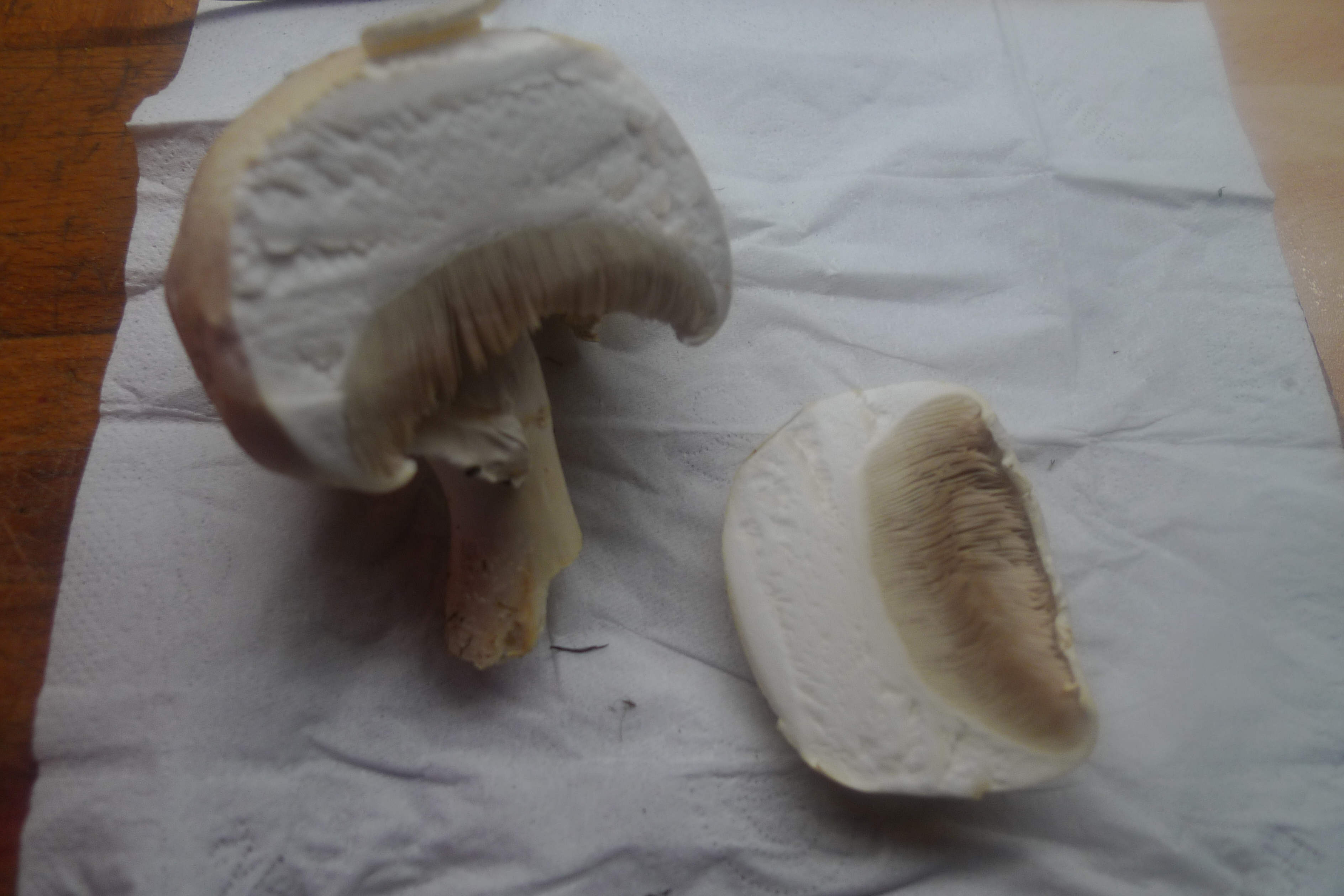 Champignon -5.10.14 .  (3)