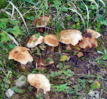 Spazier-Oettern-4.10.14   (8)