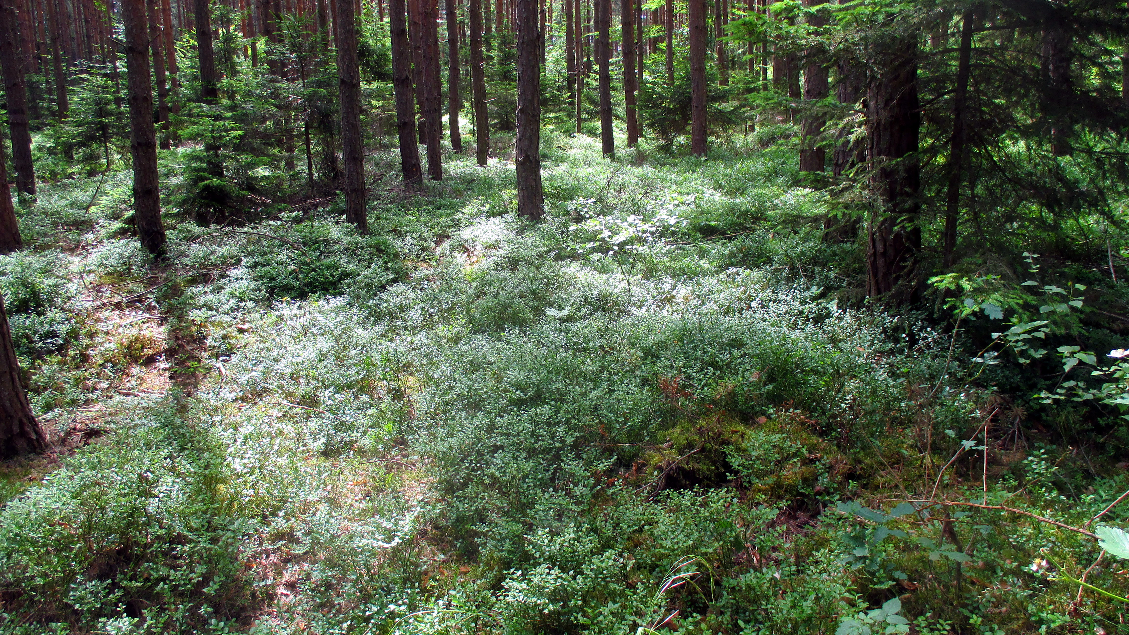 Wald ,Spaziergang,Sonntag,Vormittag (12)