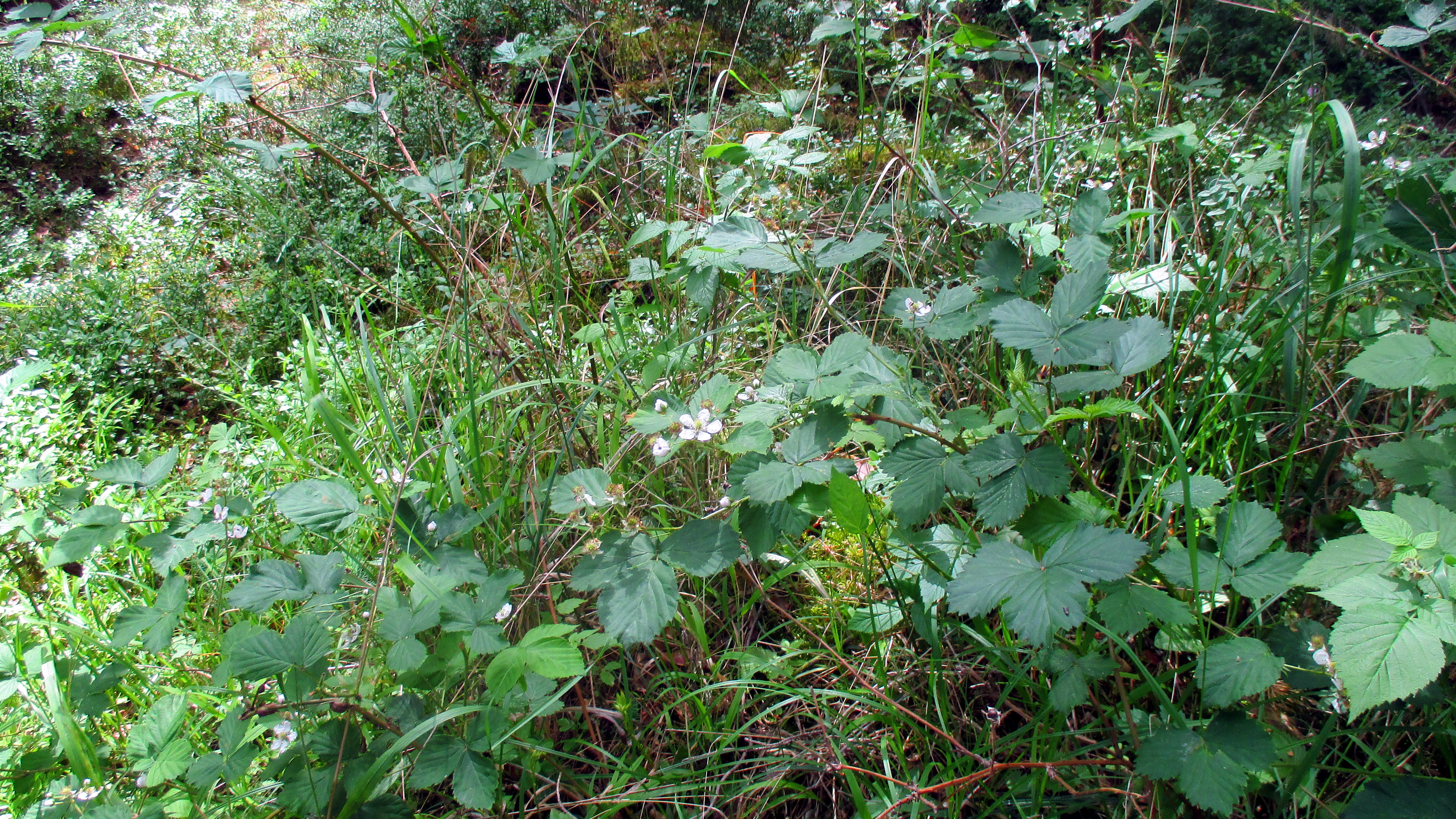 Wald ,Spaziergang,Sonntag,Vormittag (13)