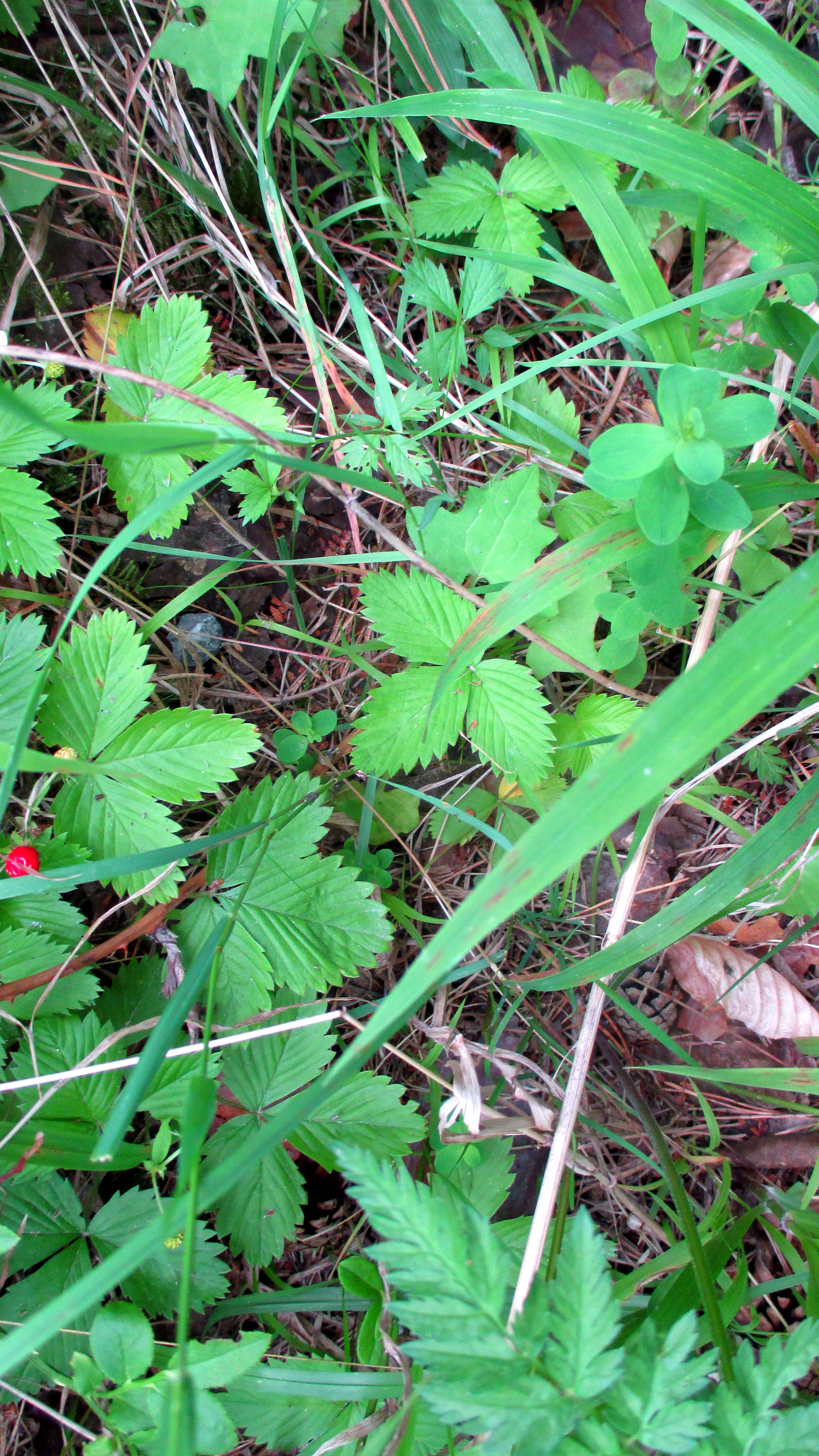 Wald ,Spaziergang,Sonntag,Vormittag (14)