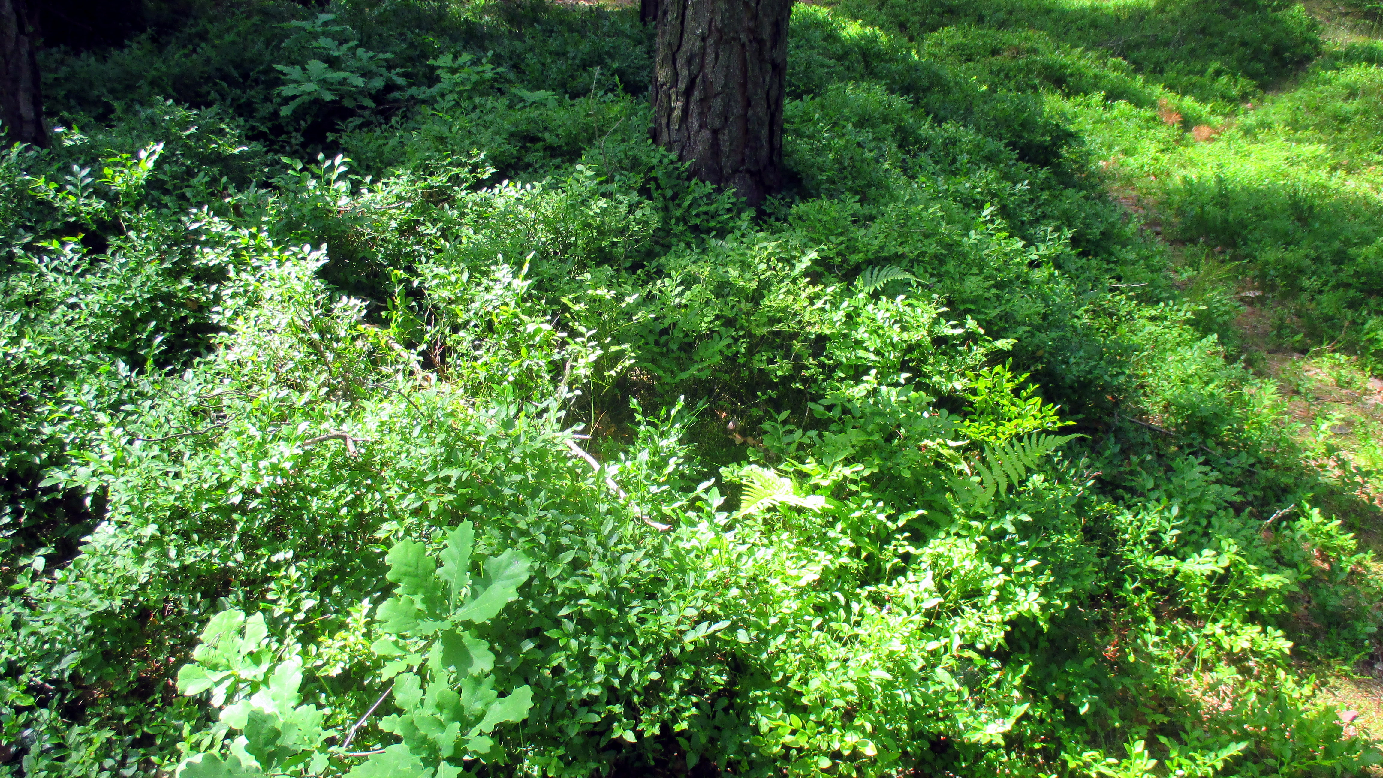 Wald ,Spaziergang,Sonntag,Vormittag (15)