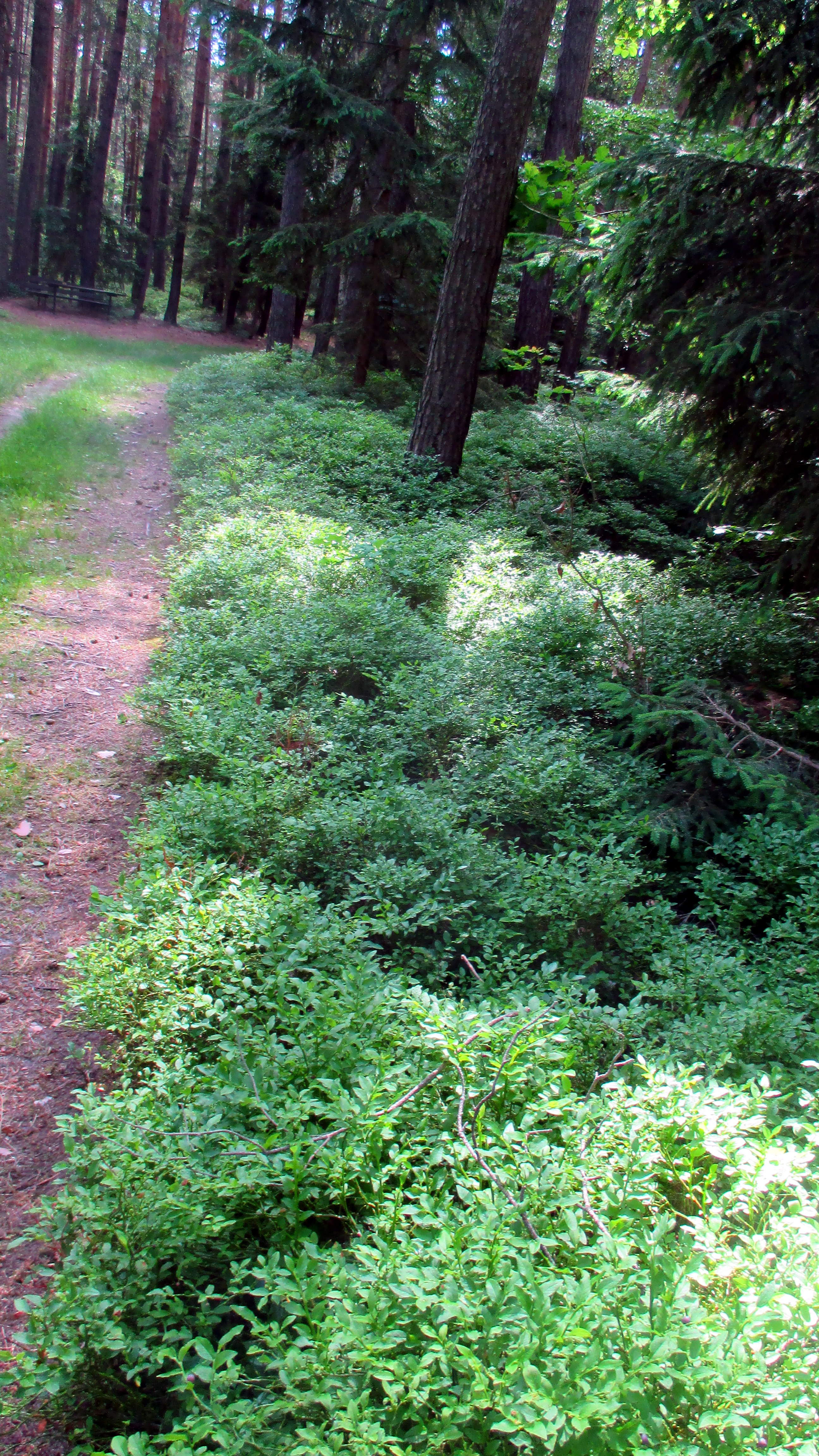 Wald ,Spaziergang,Sonntag,Vormittag (16)