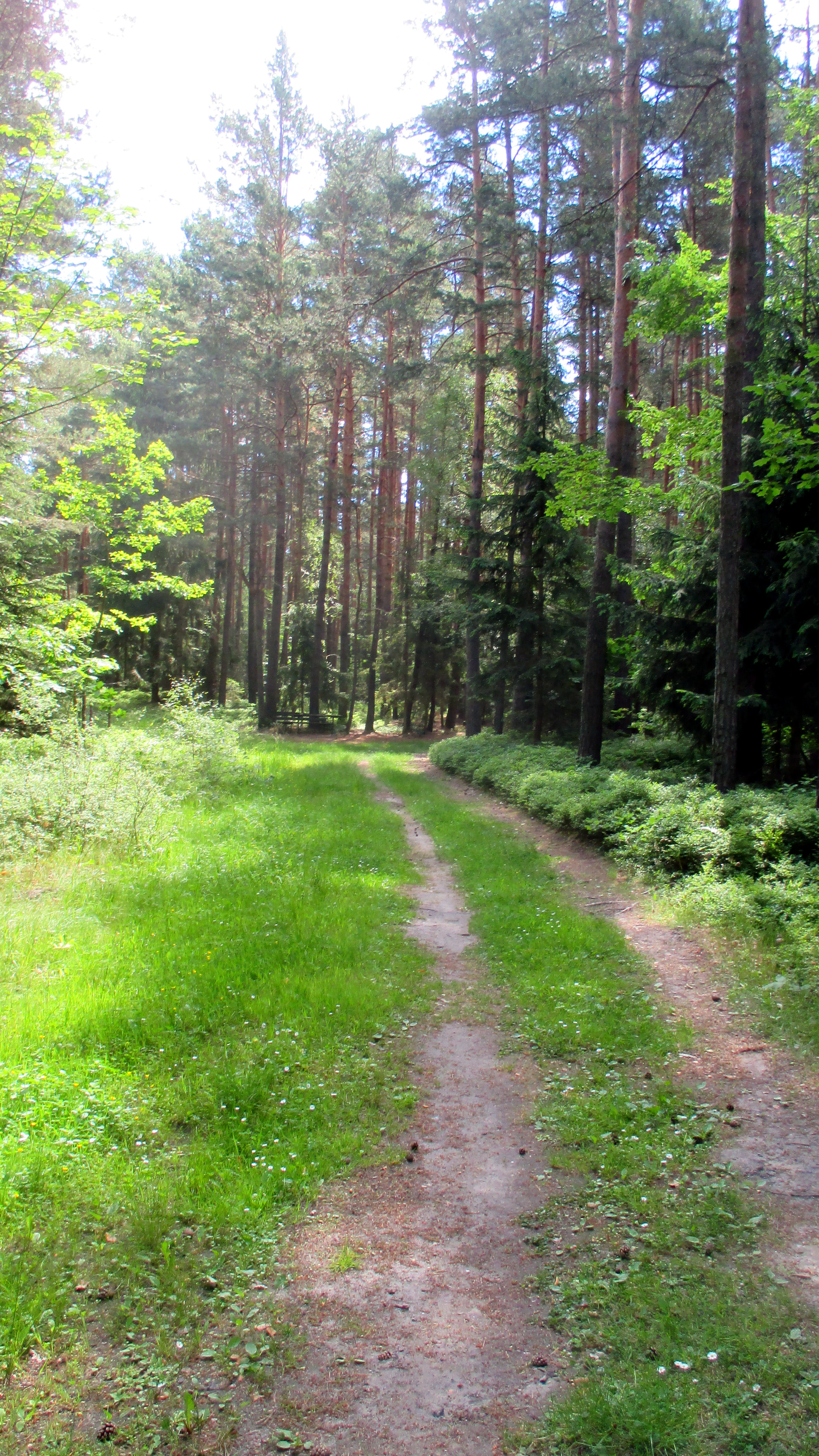 Wald ,Spaziergang,Sonntag,Vormittag (20)