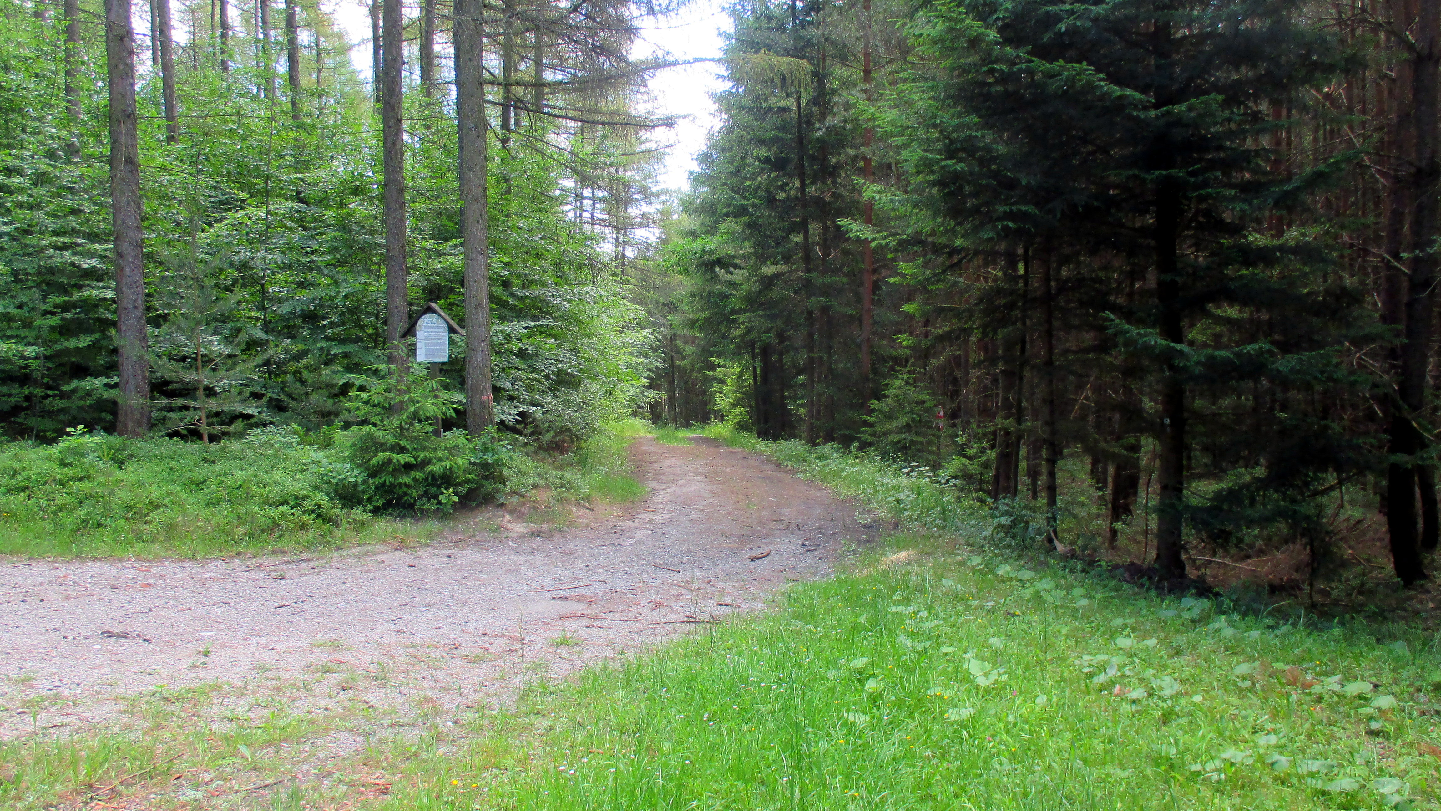 Wald ,Spaziergang,Sonntag,Vormittag (23)
