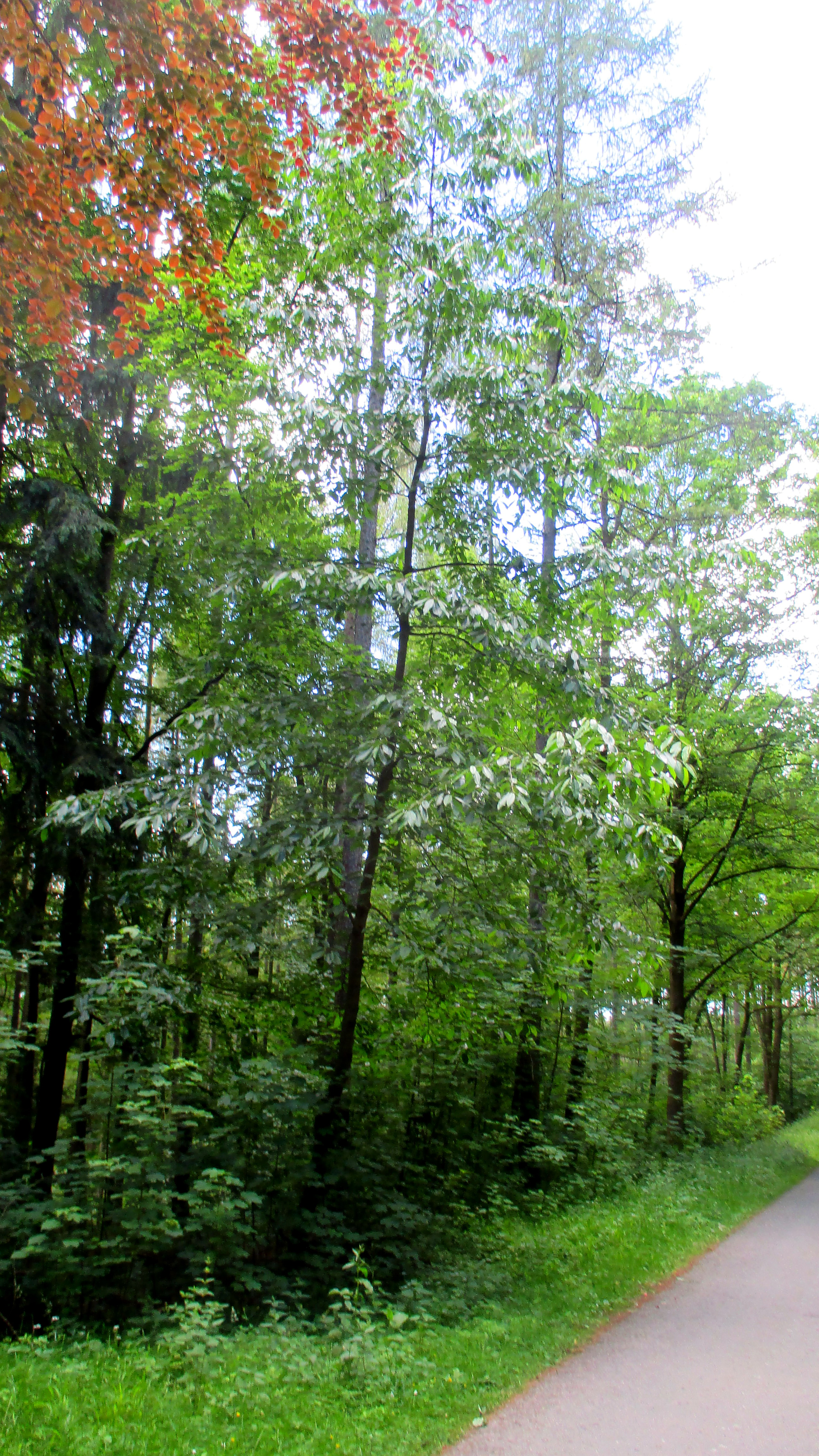 Wald ,Spaziergang,Sonntag,Vormittag (24).JPG