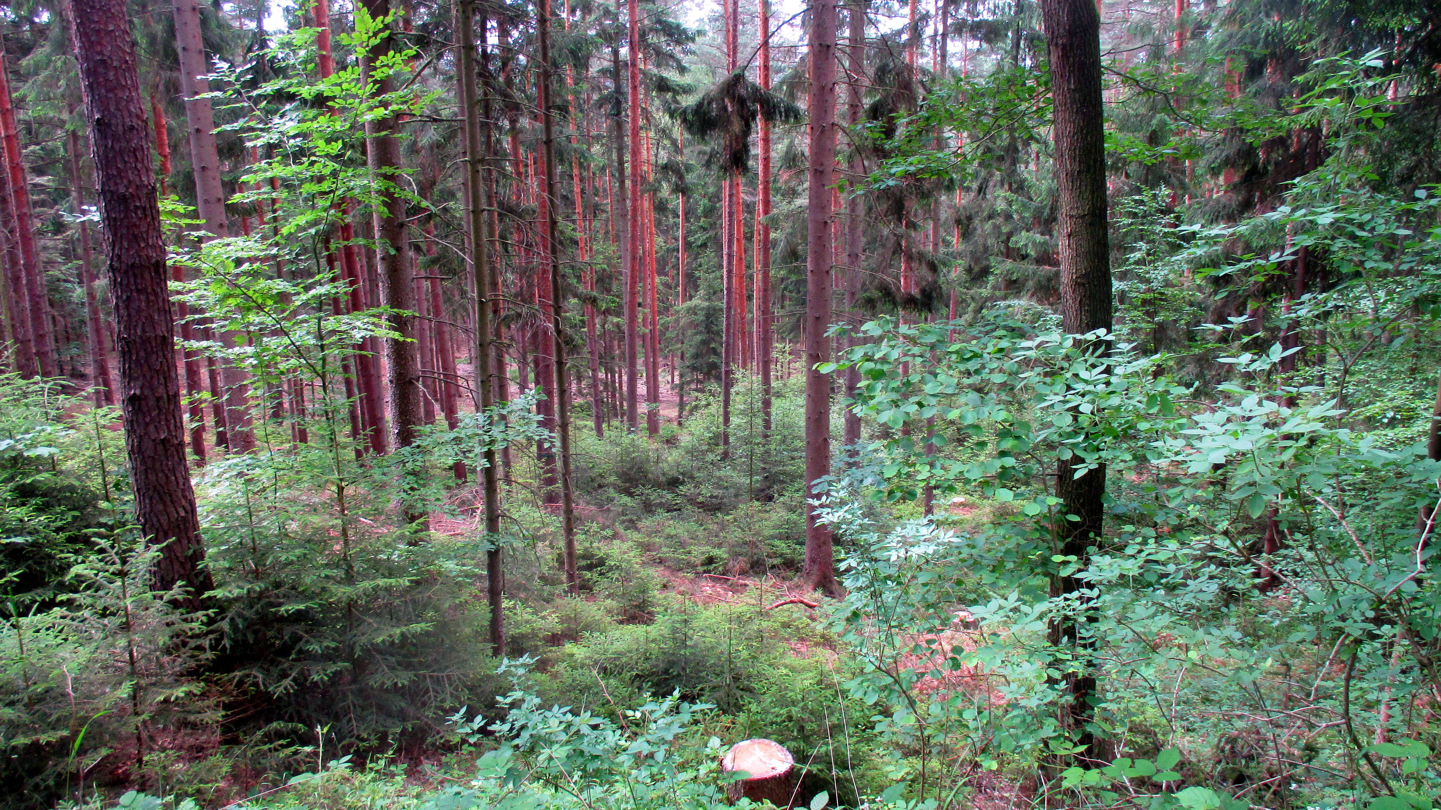 Wald ,Spaziergang,Sonntag,Vormittag (4)