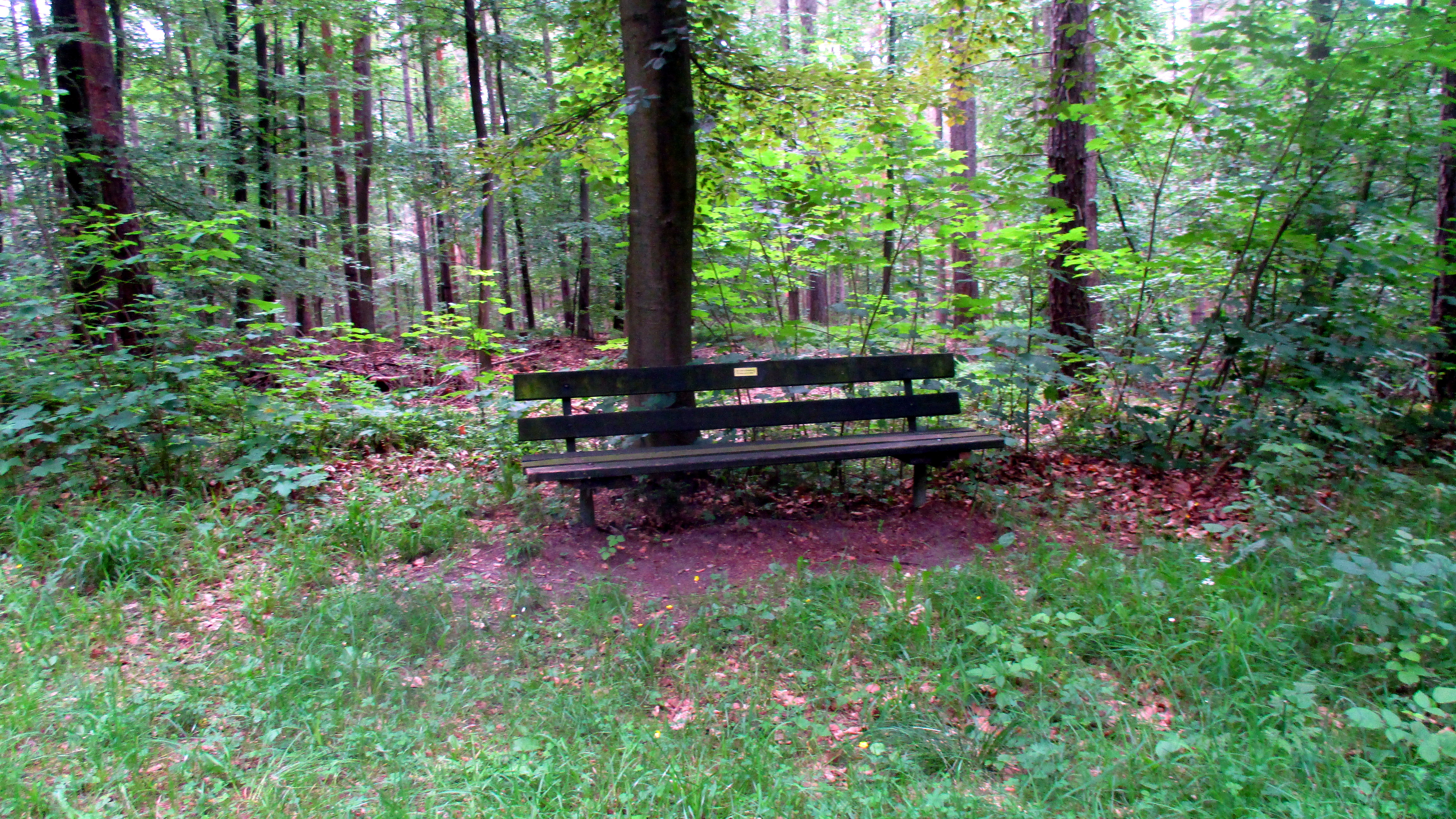 Wald ,Spaziergang,Sonntag,Vormittag (6)