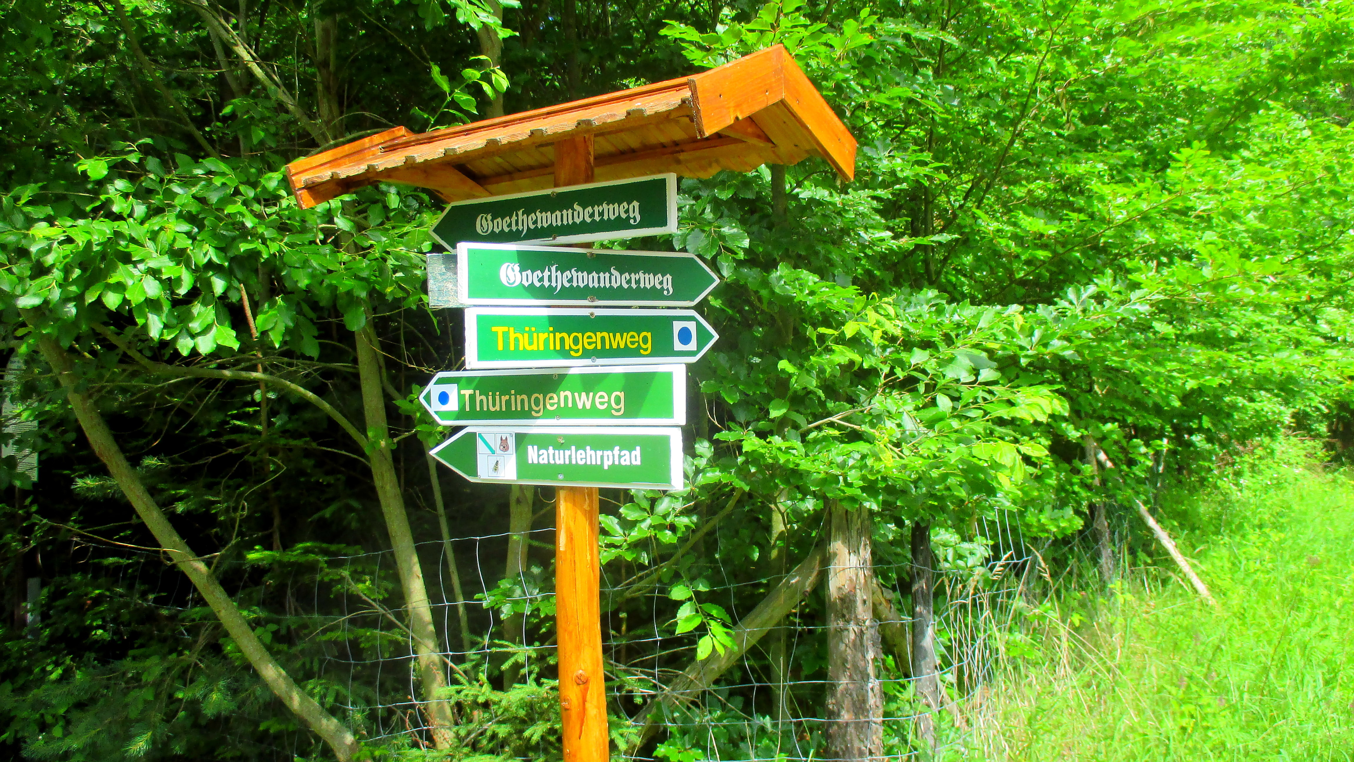 Wald ,Spaziergang,Sonntag,Vormittag (7)