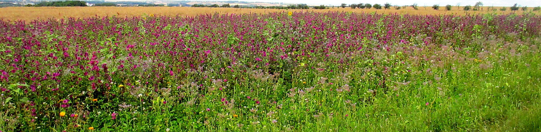 Feld und Flur und Spillinge (10)