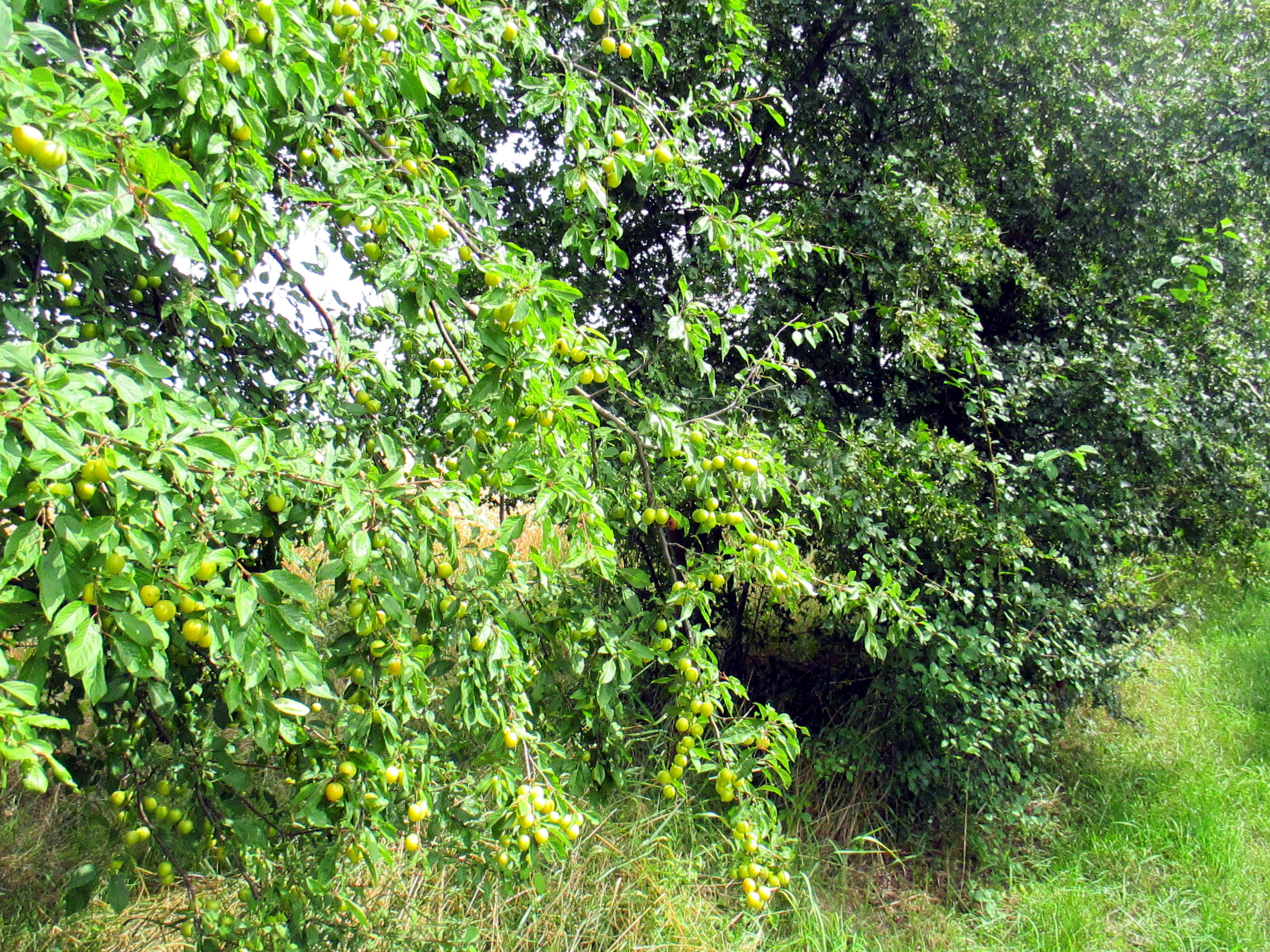 Feld und Flur und Spillinge (17)
