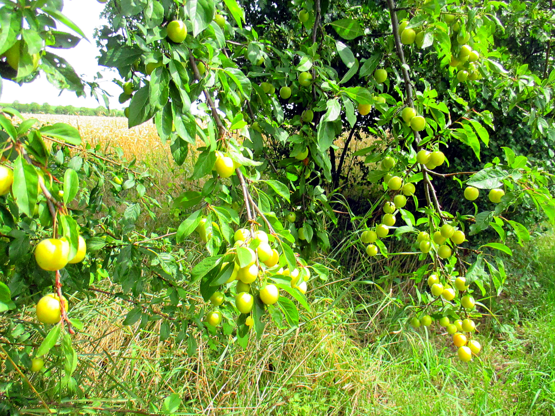 Feld und Flur und Spillinge (18)