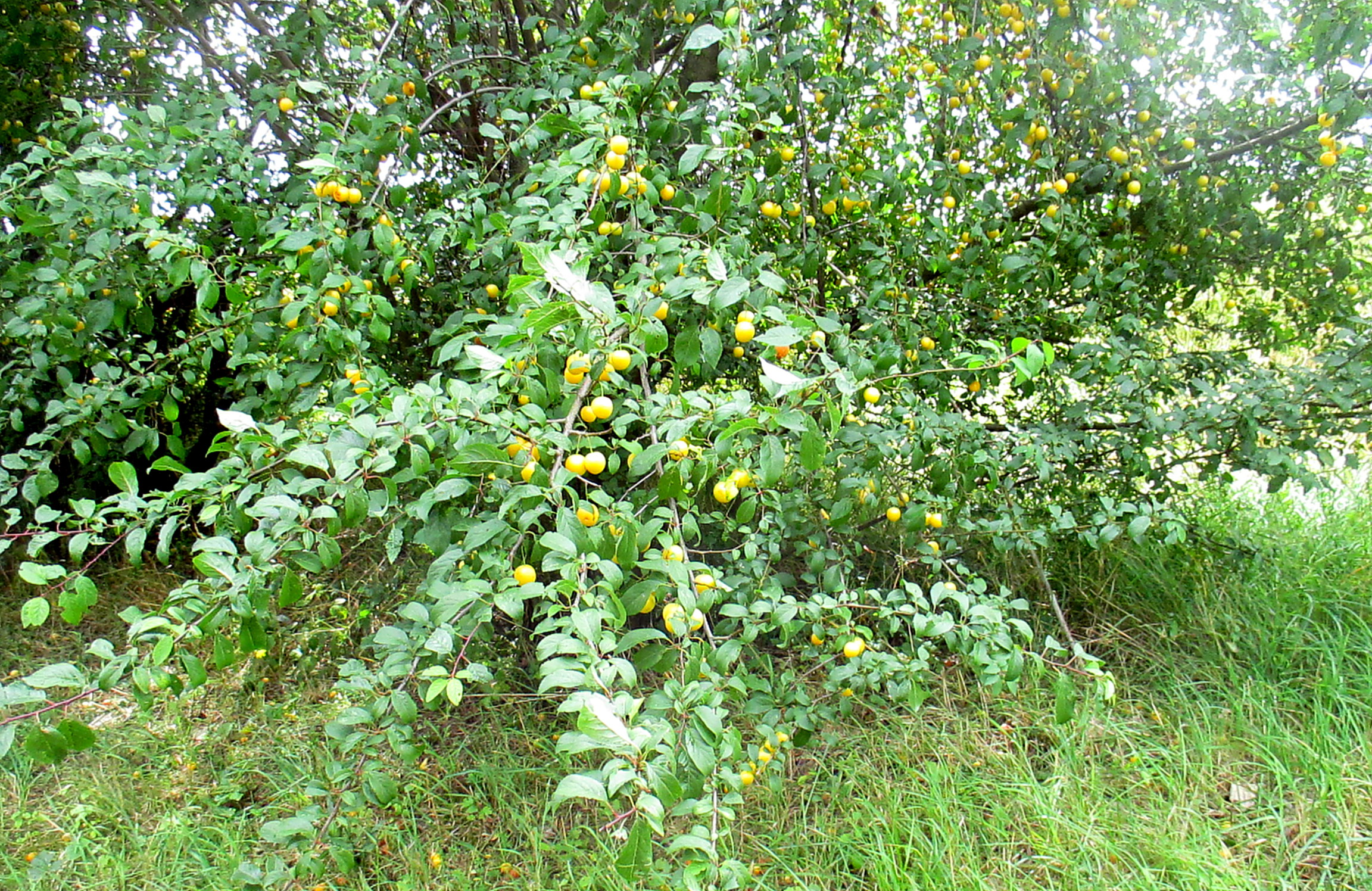 Feld und Flur und Spillinge (19)