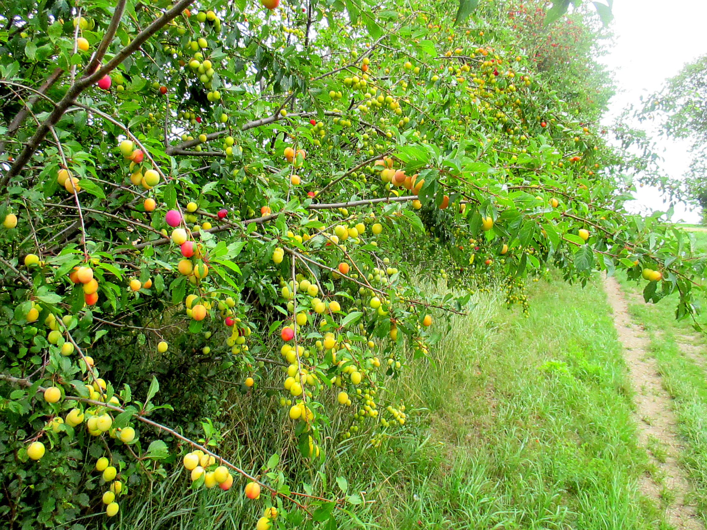 Feld und Flur und Spillinge (25)