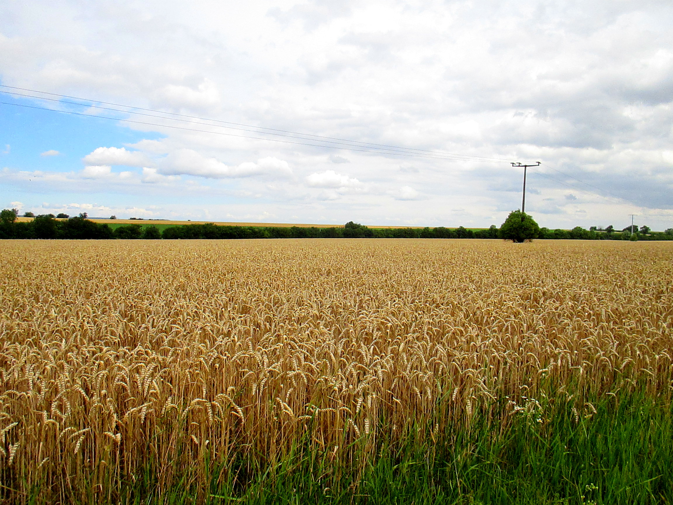 Feld und Flur und Spillinge (3)