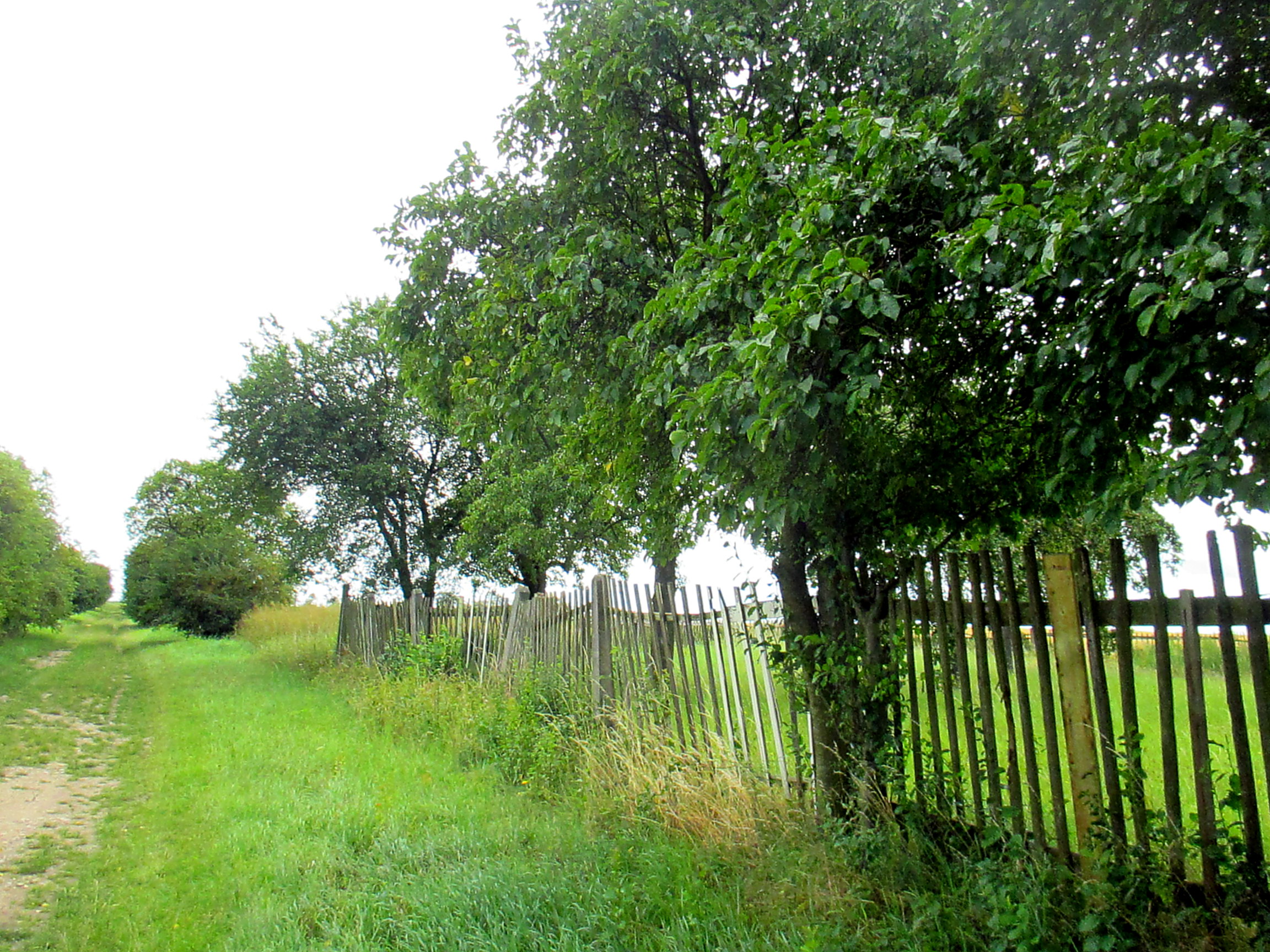 Feld und Flur und Spillinge (6)