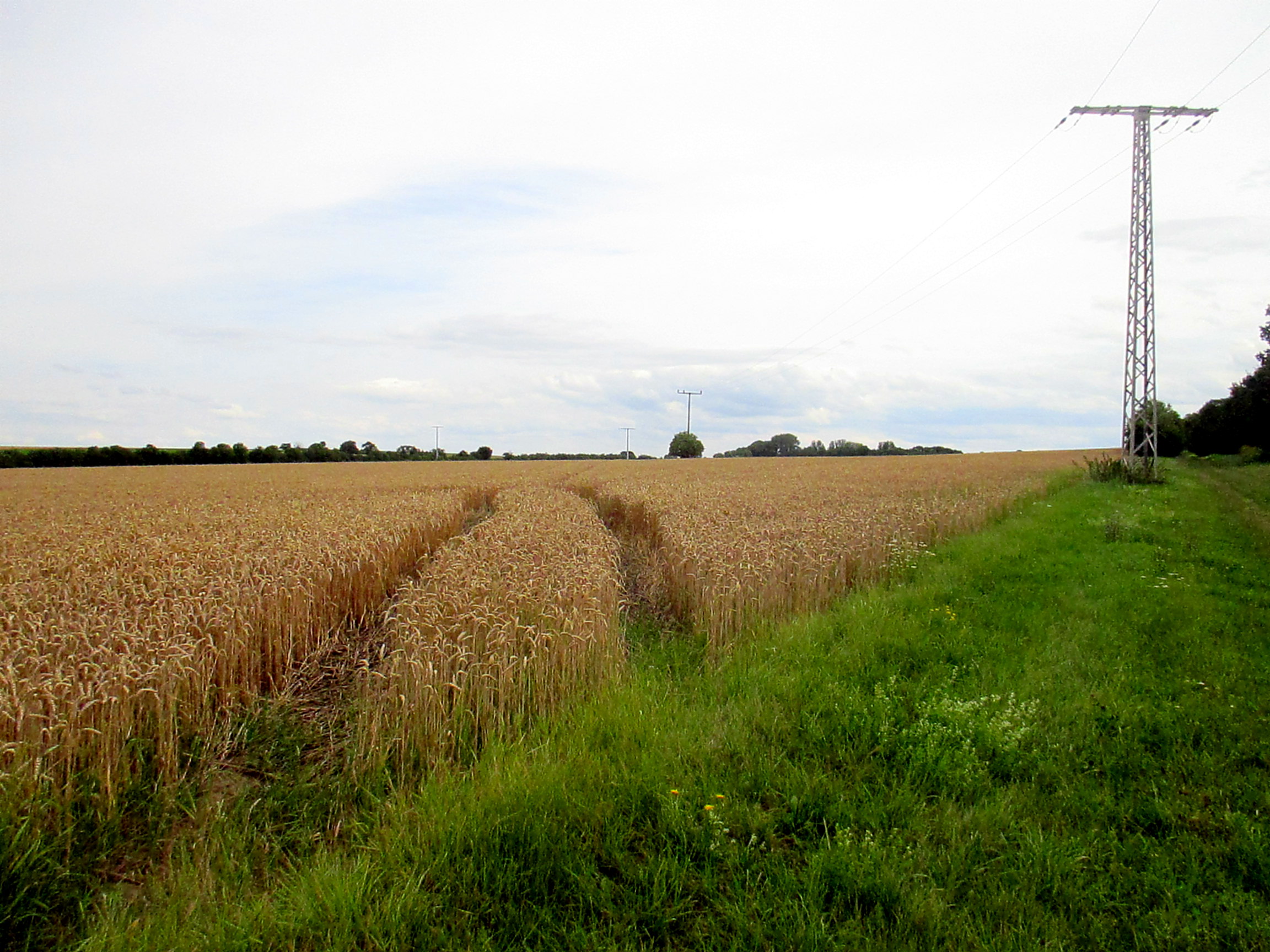 Feld und Flur und Spillinge (7)