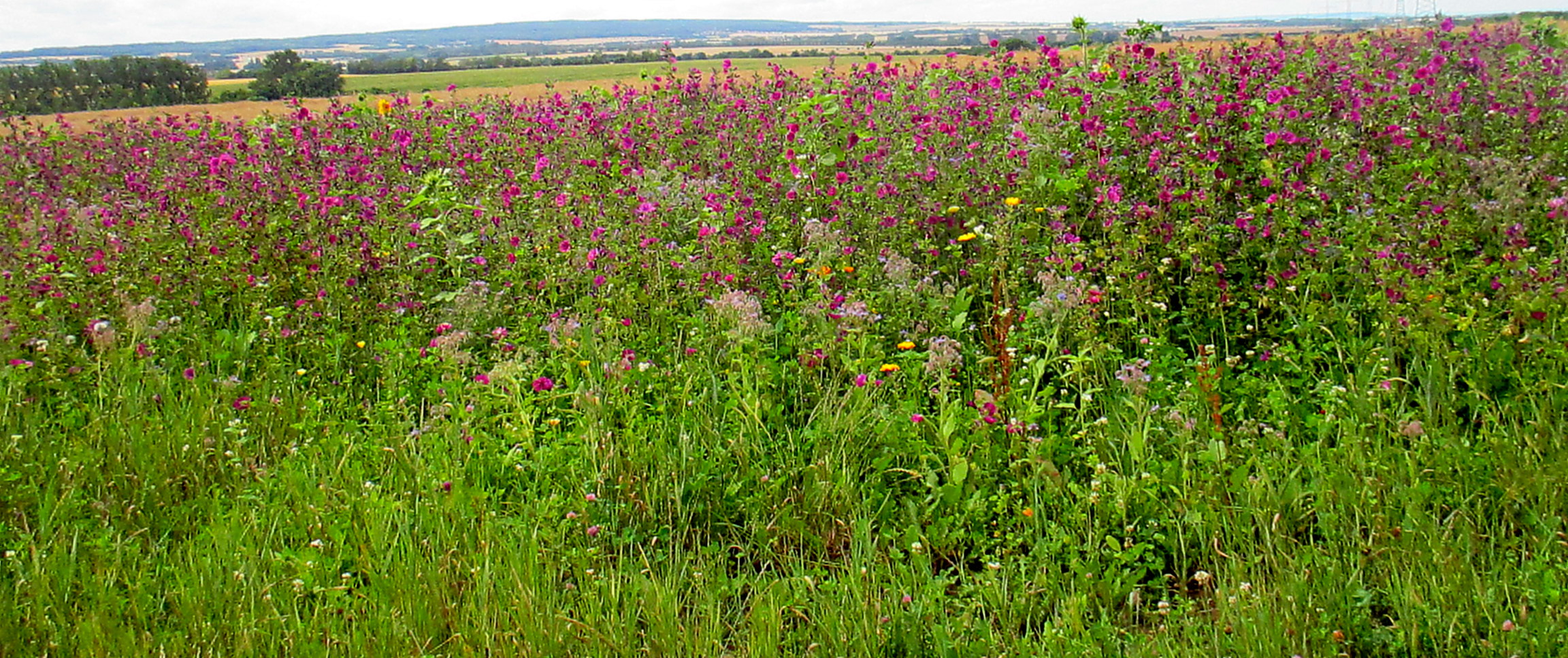 Feld und Flur und Spillinge (9)