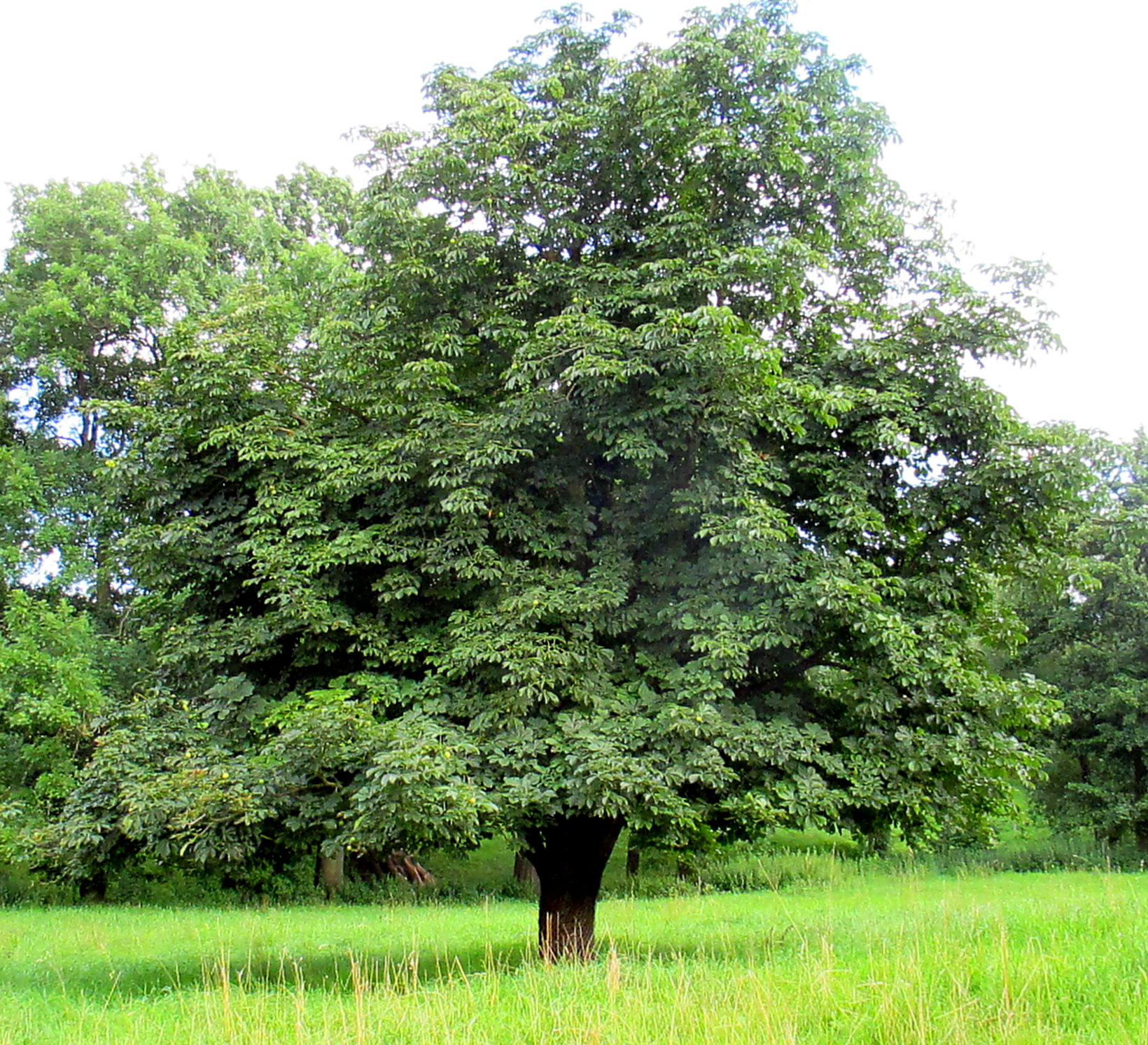 Kirschbachtal (2)