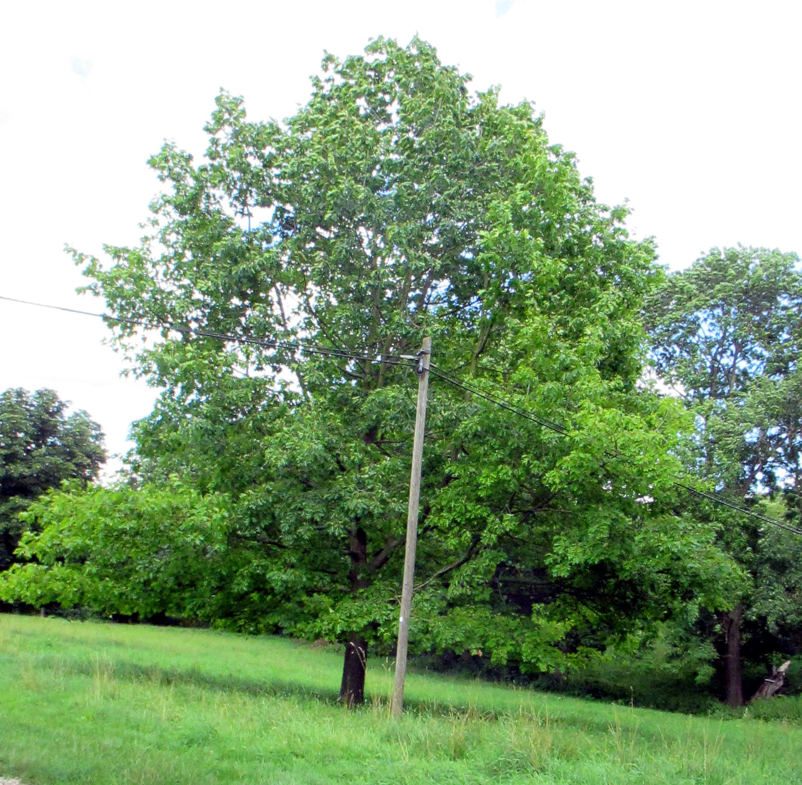 Kirschbachtal (3)