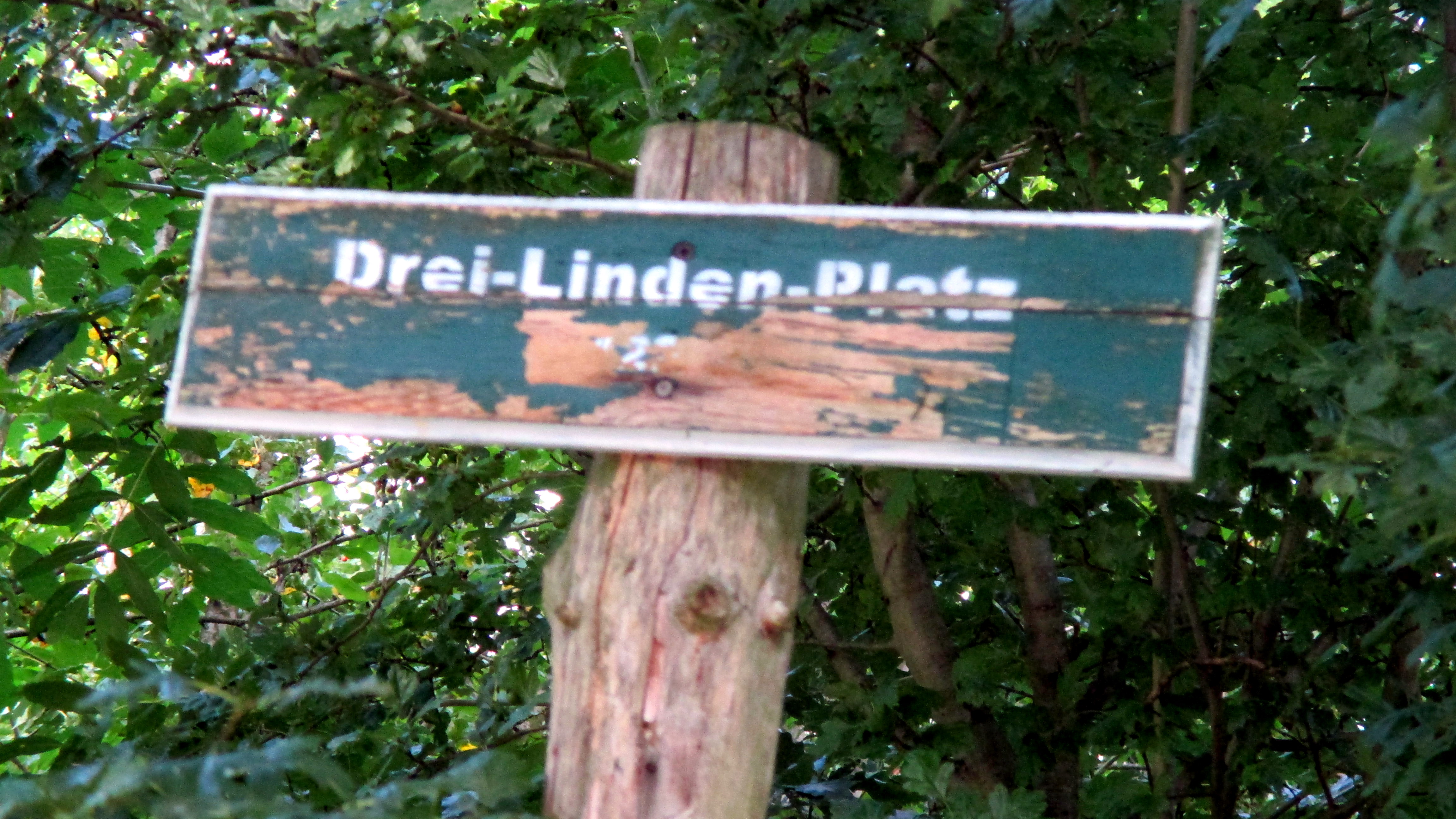 Buchenwald (15)
