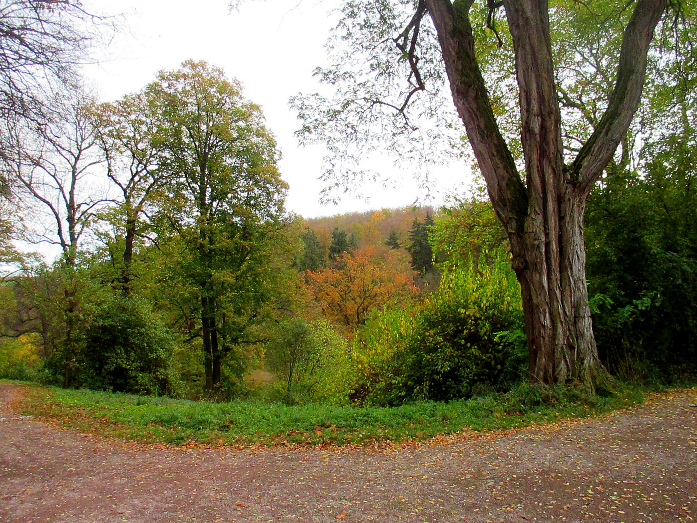 Belvedere im Herbst (19)