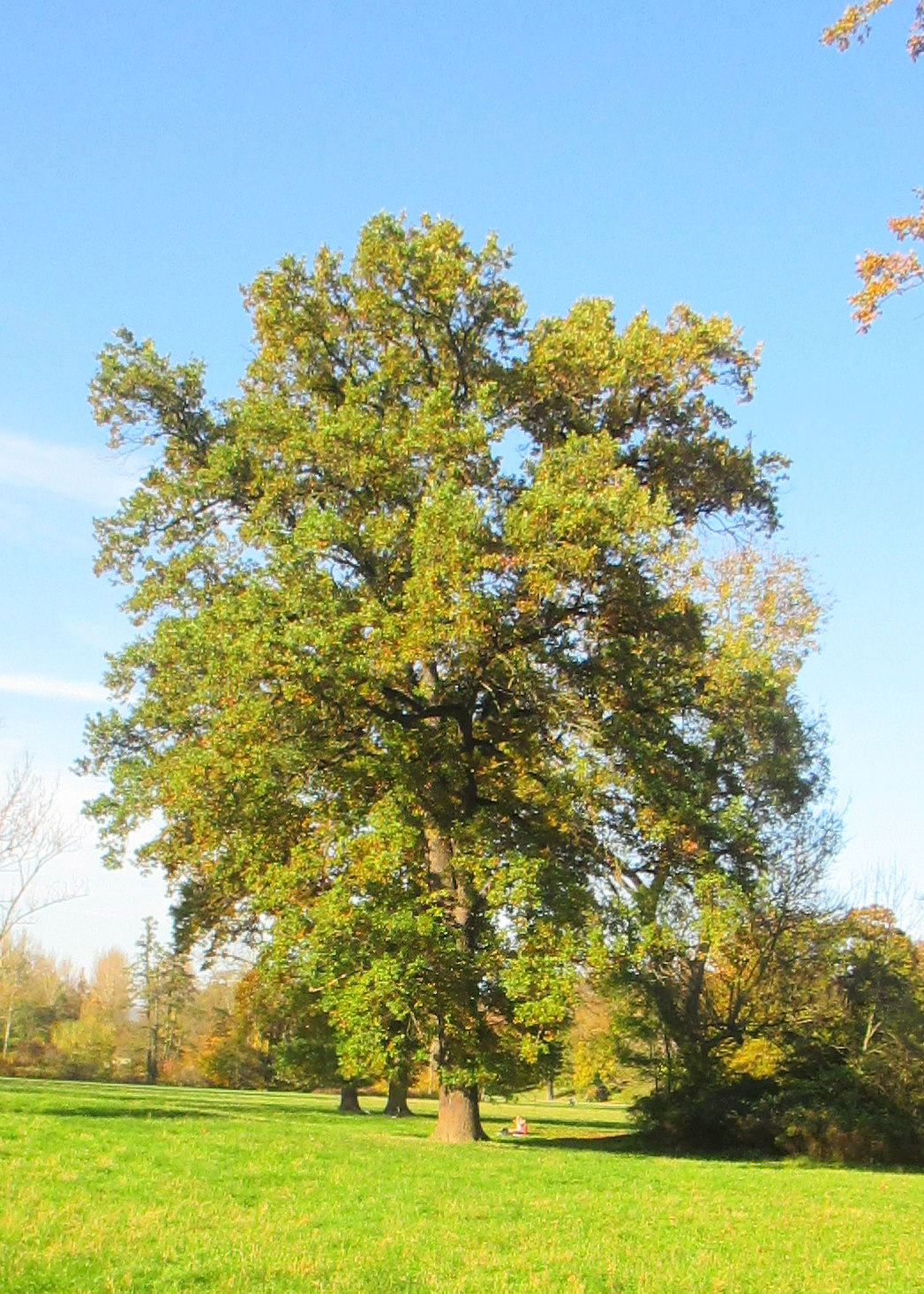 Goethepark (14)