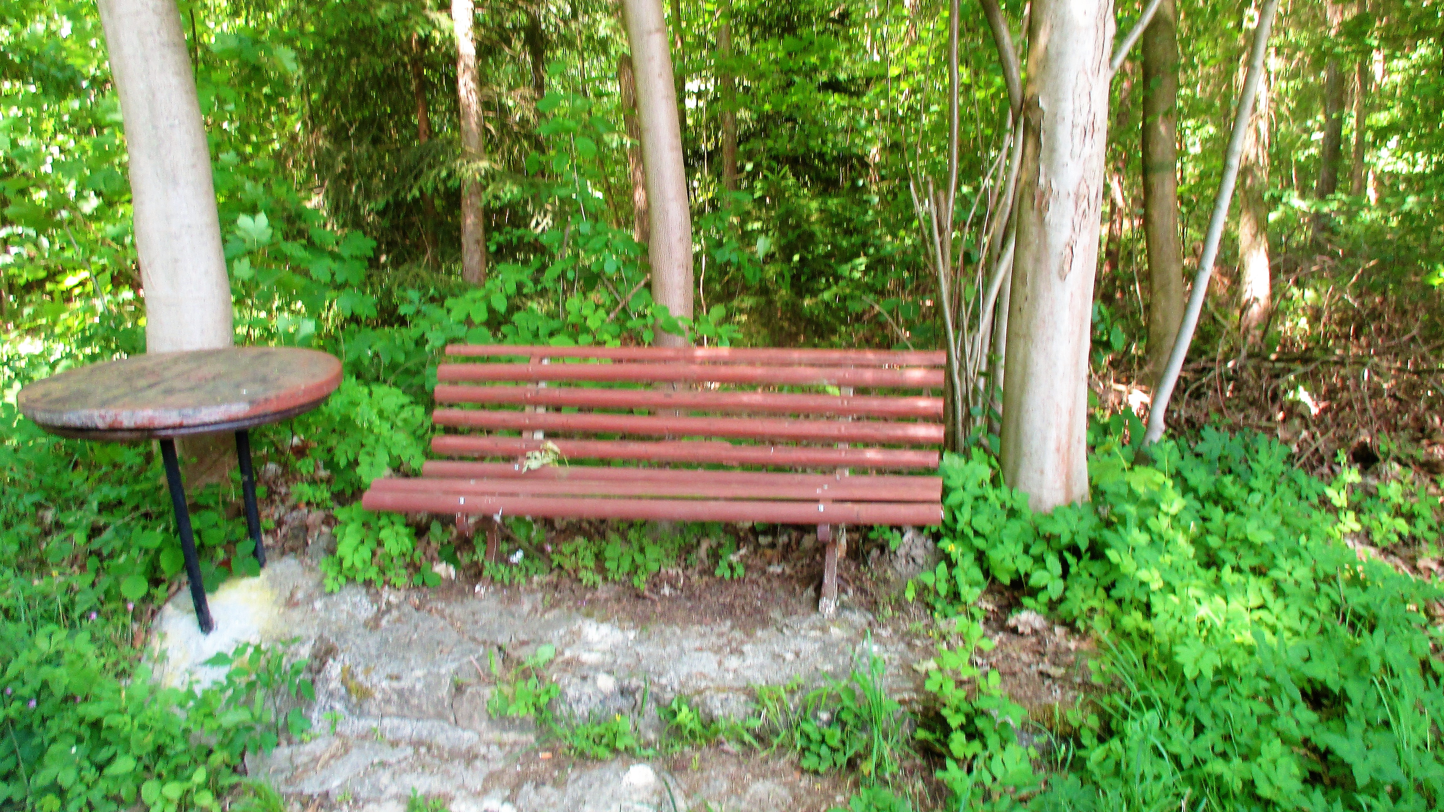 Waldspaziergang (2)
