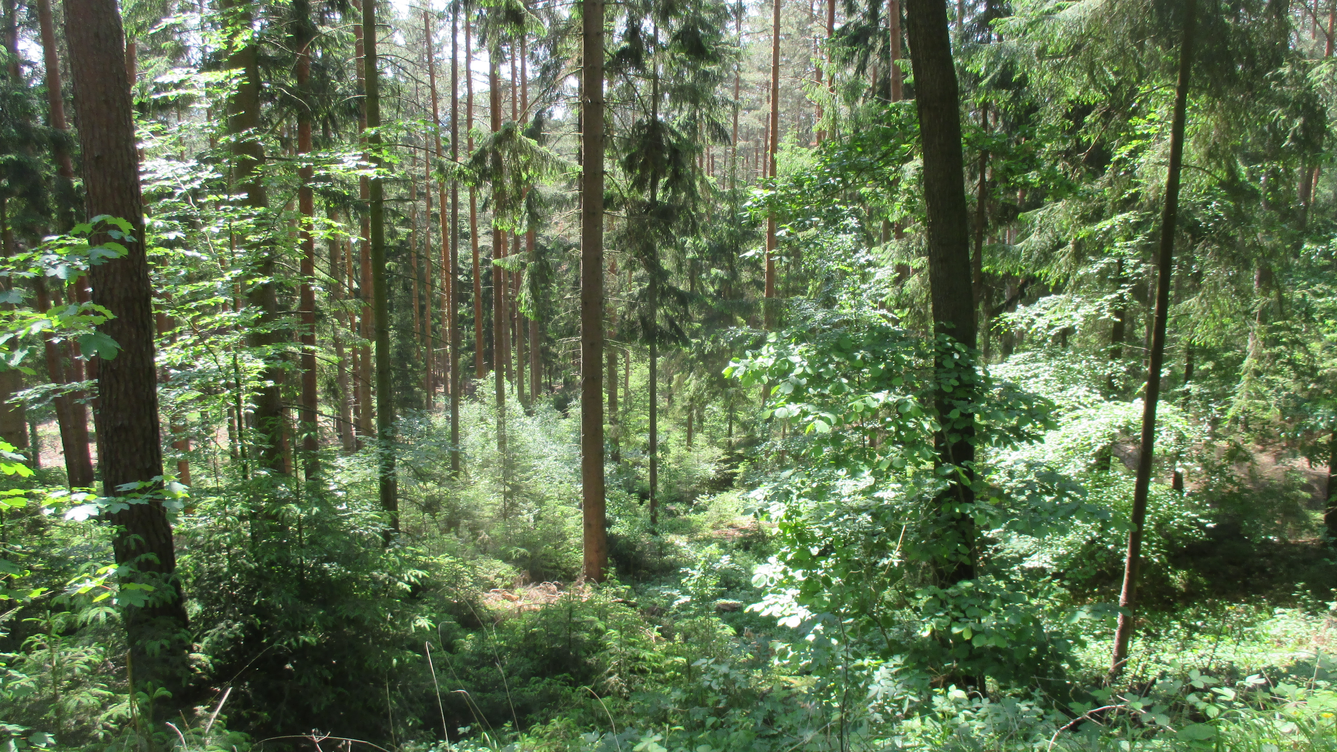 Waldspaziergang (5)