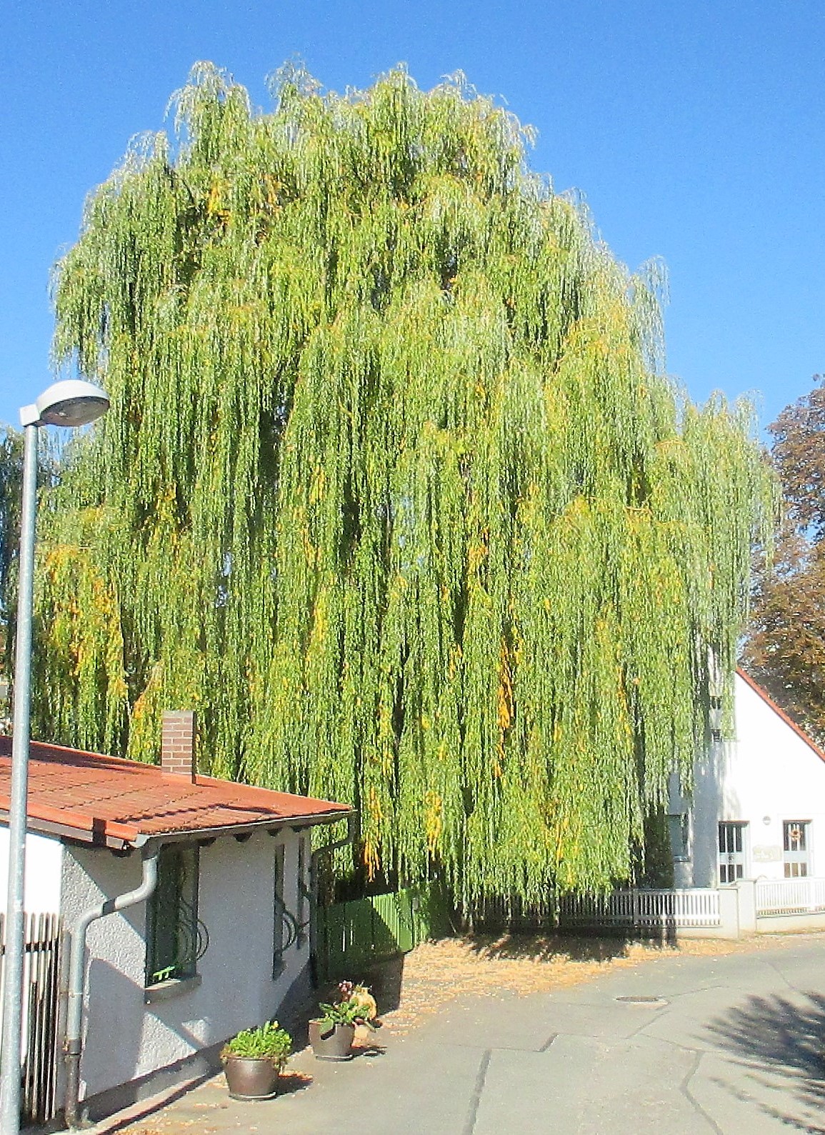 Vormittags (11)