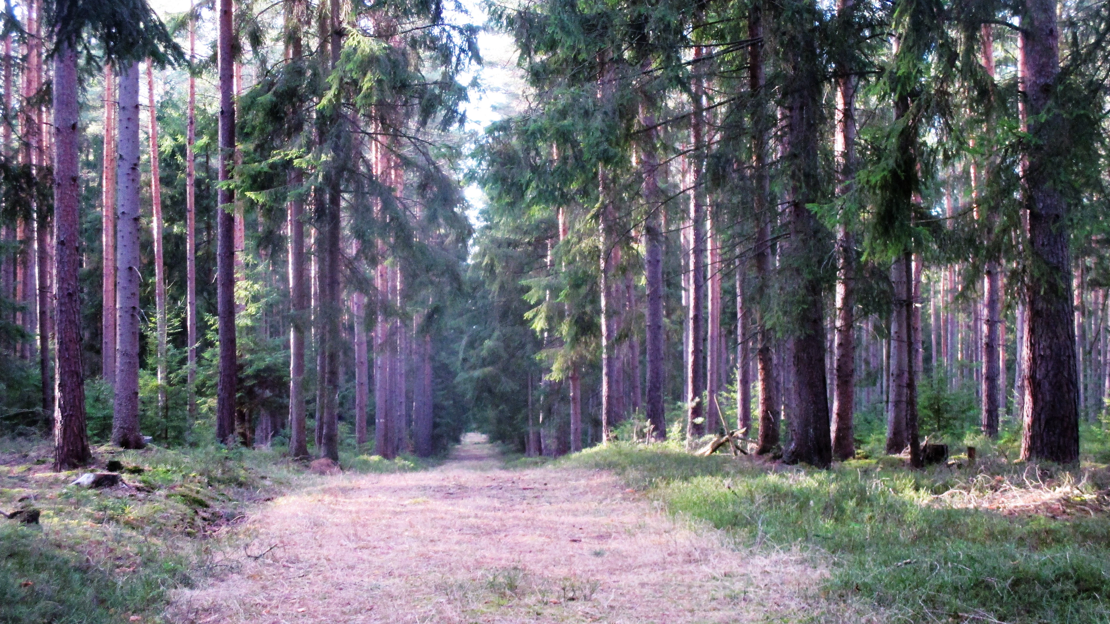 Waldspaziergang -März 2019 (3)