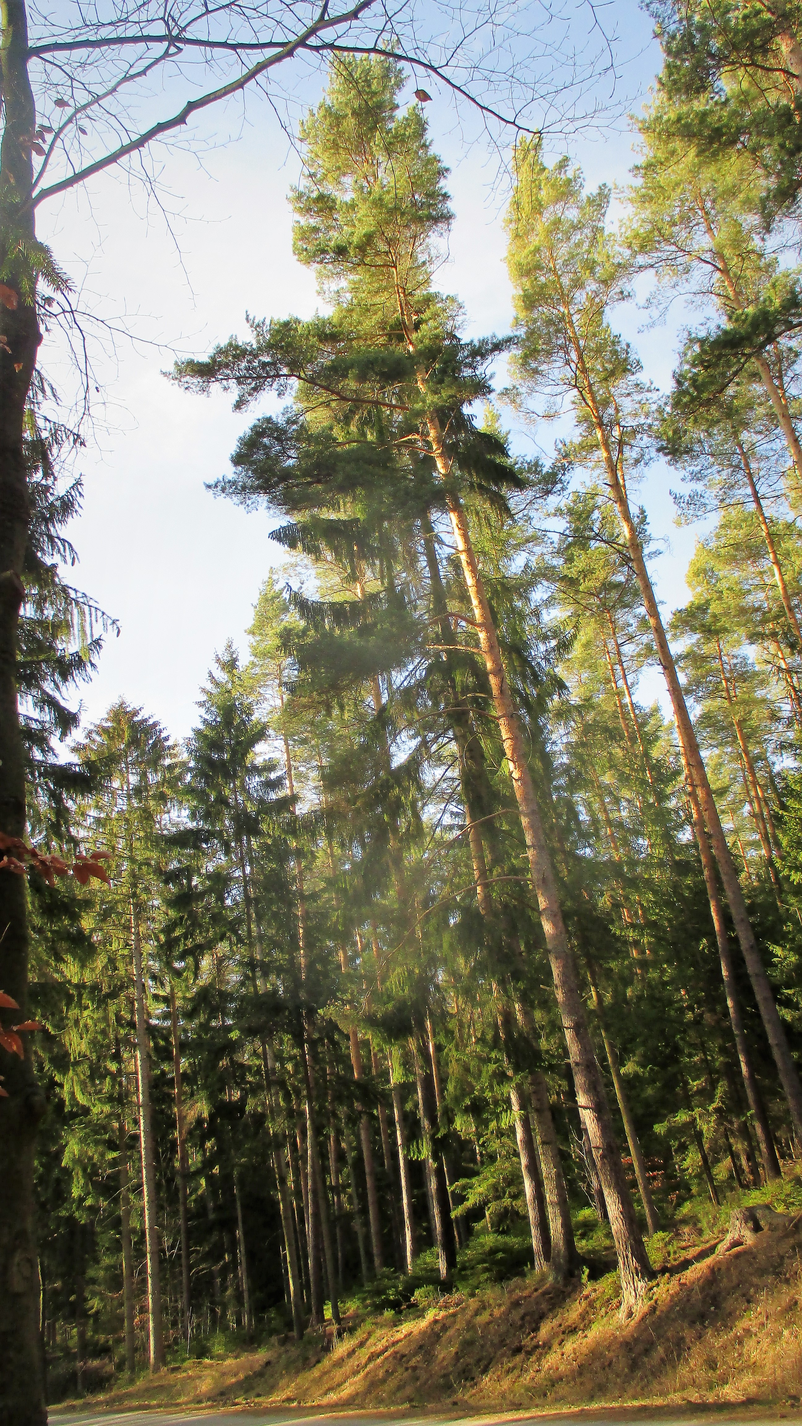 Waldspaziergang -März 2019 (6)