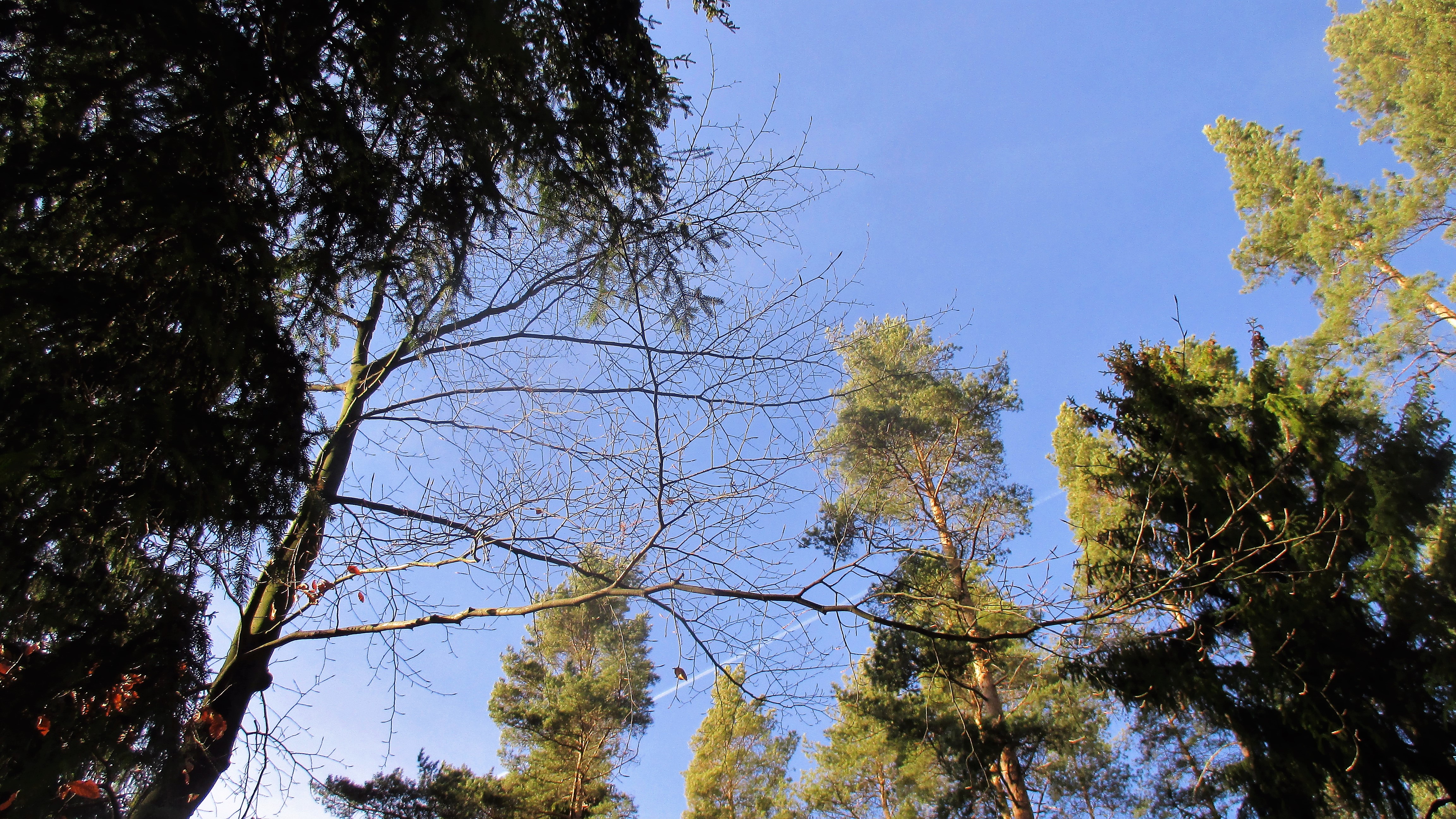 Waldspaziergang -März 2019 (8)