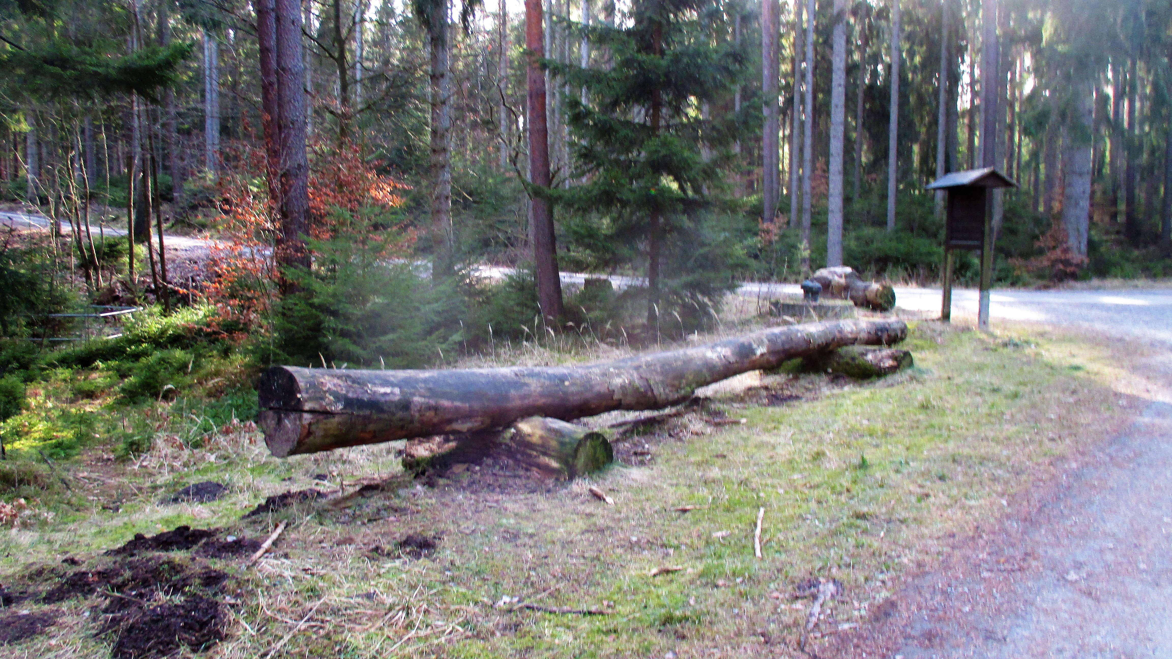 Waldspaziergang -März 2019 (9)