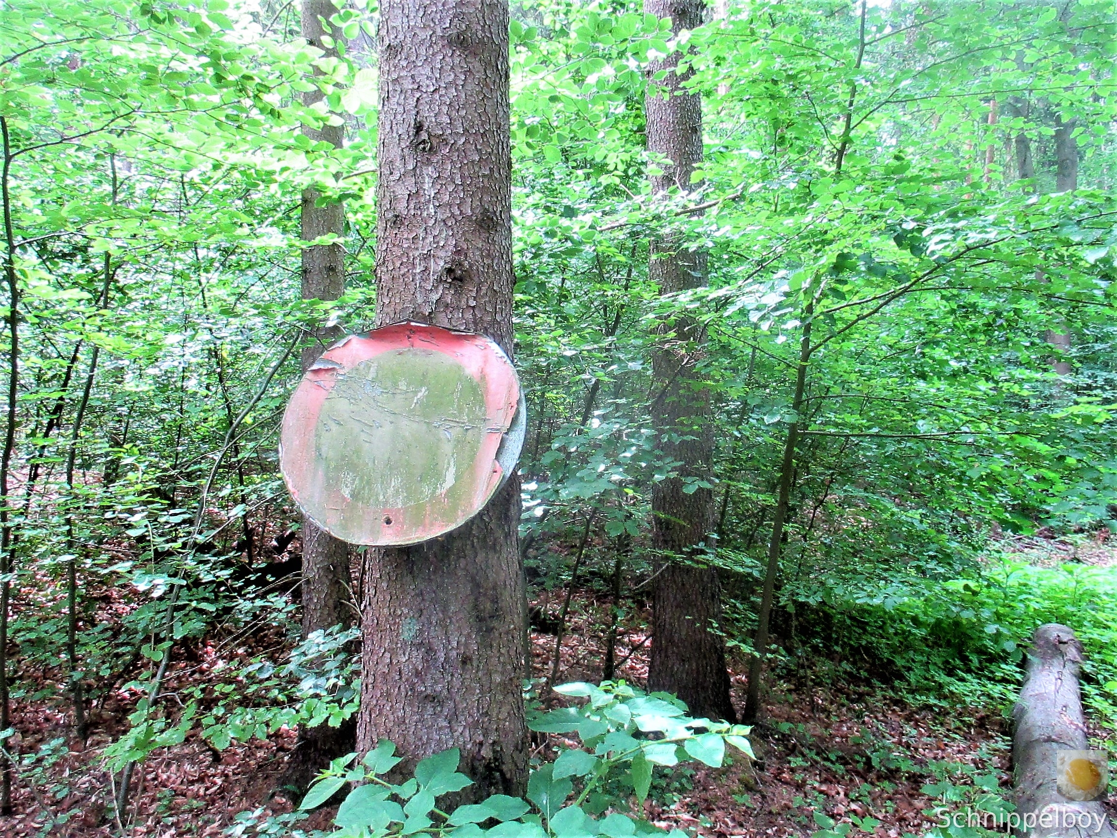 Wald bei Buchfahrt (10)
