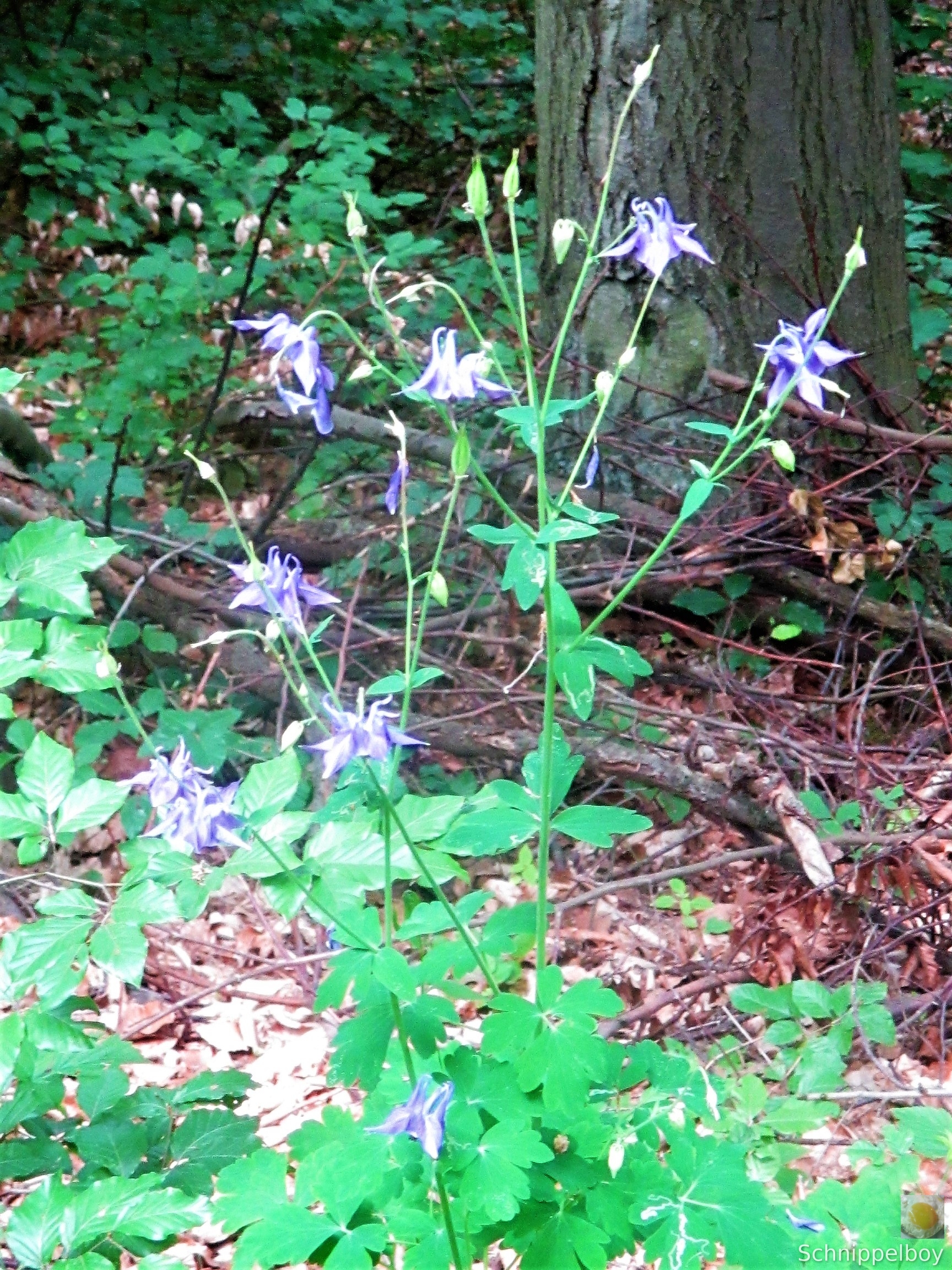 Wald bei Buchfahrt (11)