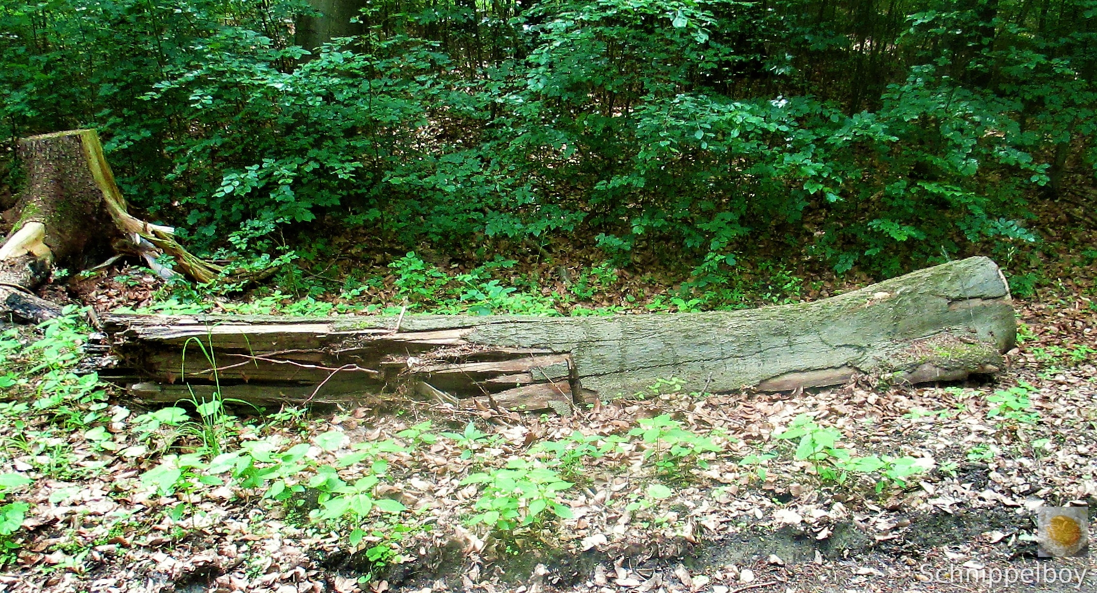 Wald bei Buchfahrt (12)