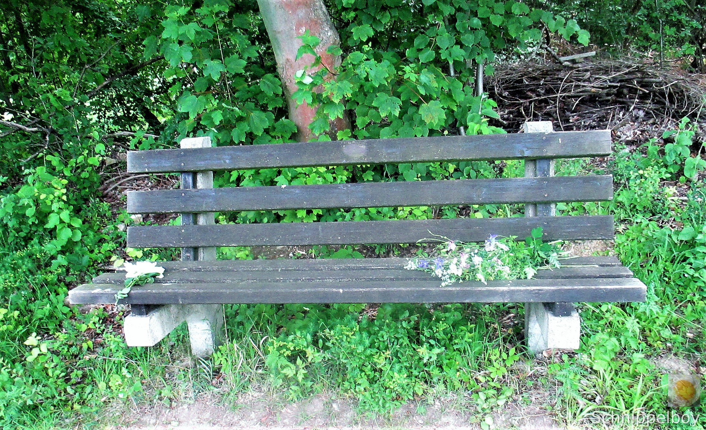 Wald bei Buchfahrt (15)