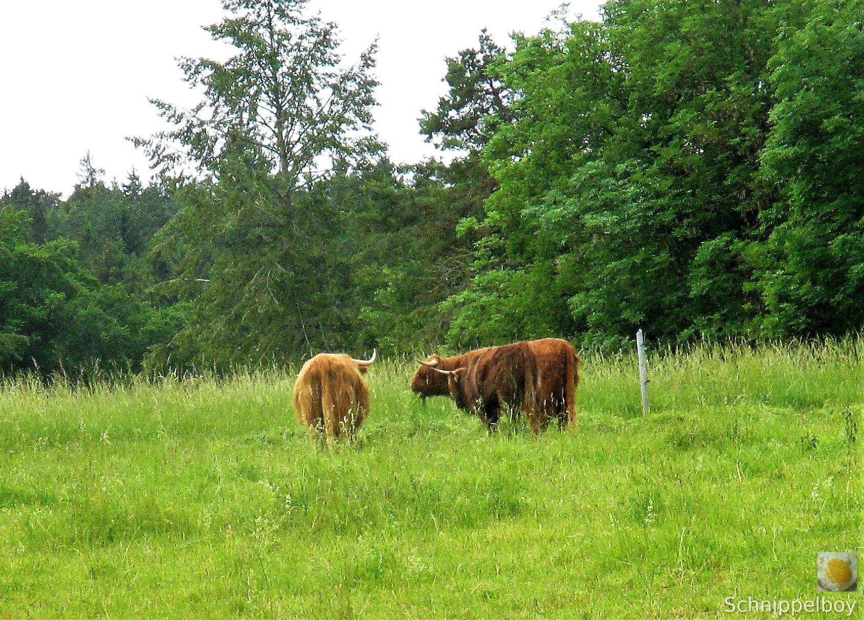 Wald bei Buchfahrt (16)