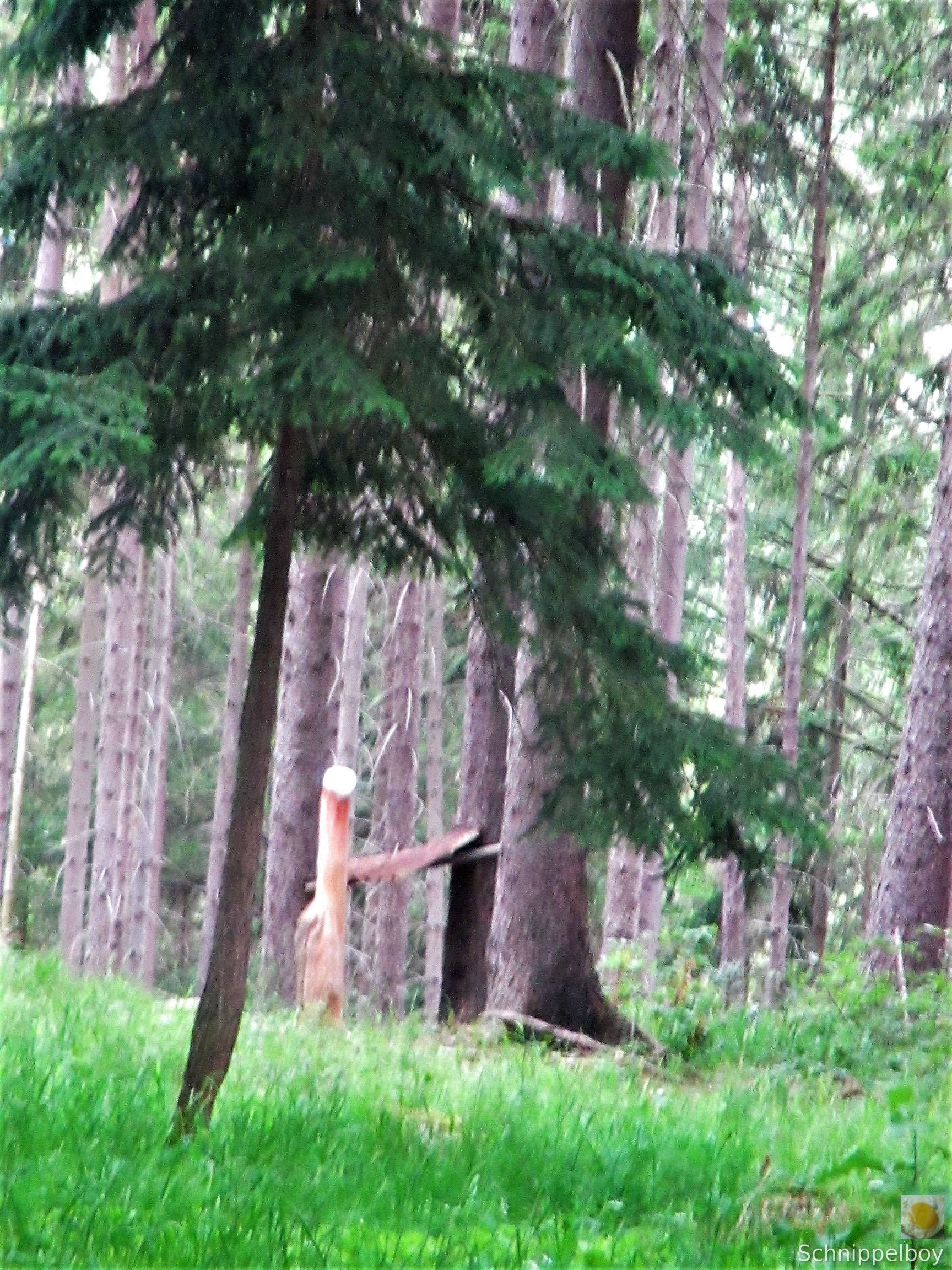 Wald bei Buchfahrt (18)
