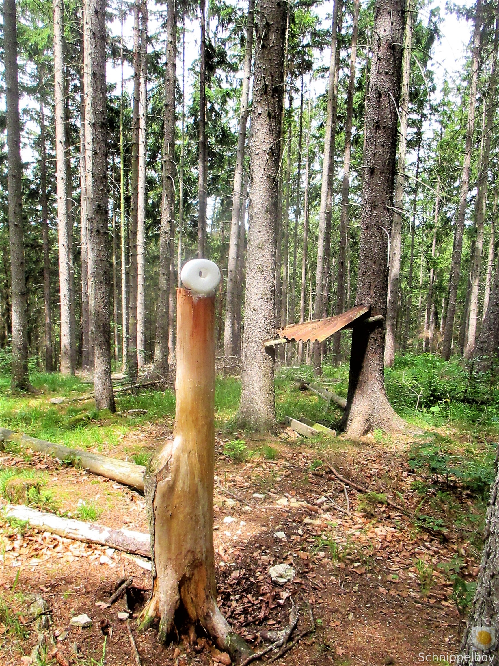Wald bei Buchfahrt (19)