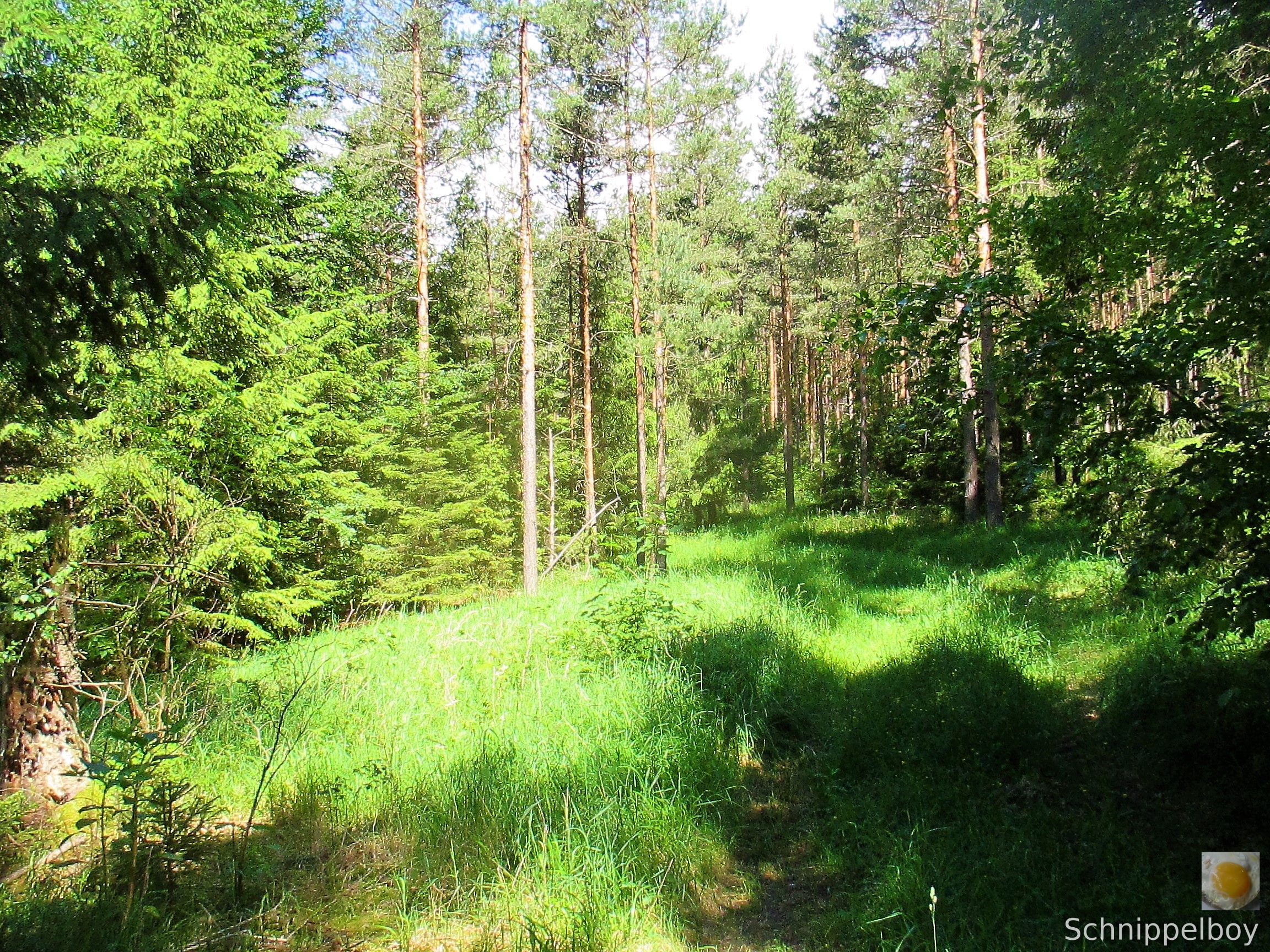 Wald bei Buchfahrt (2)