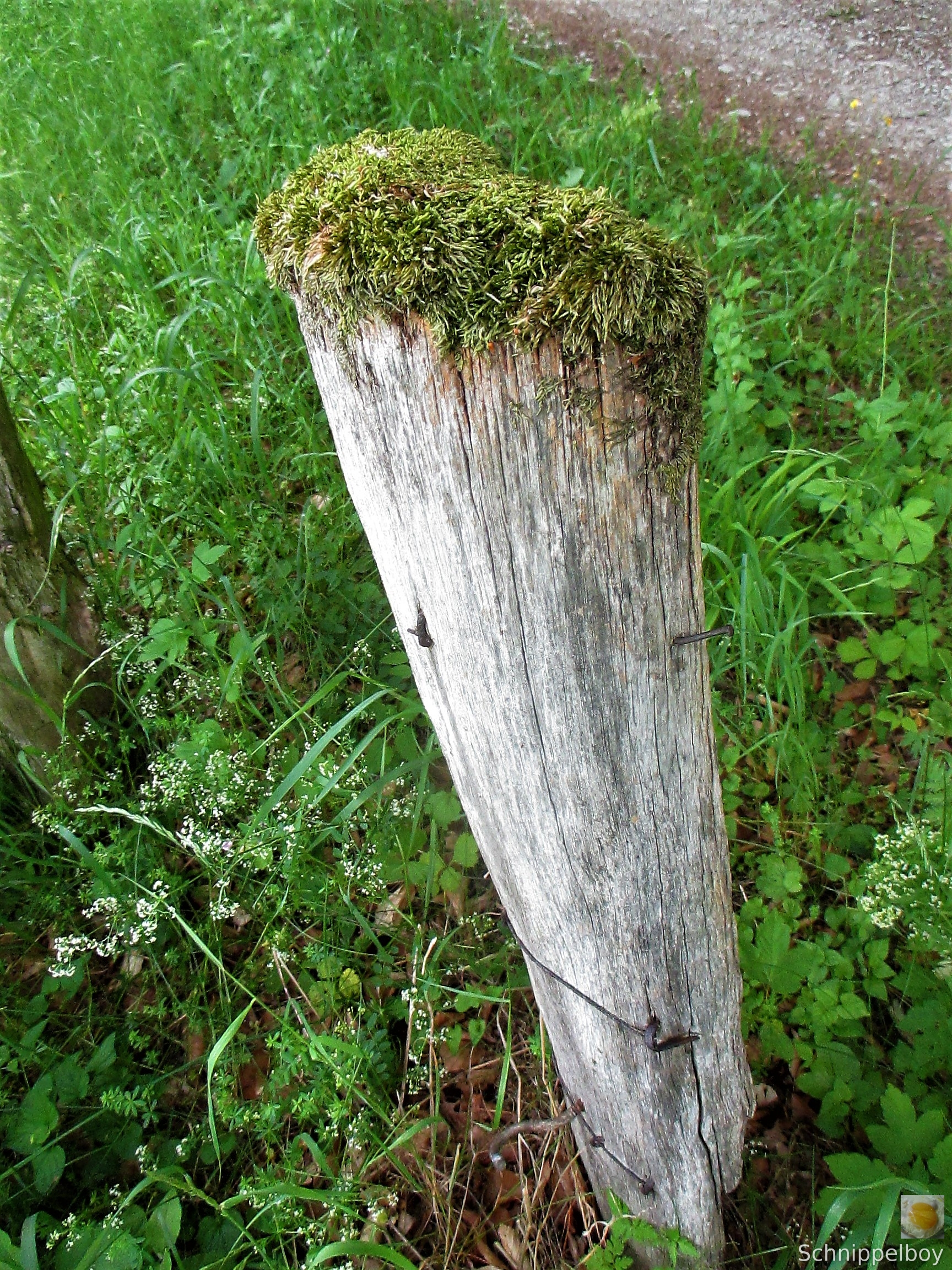 Wald bei Buchfahrt (4)